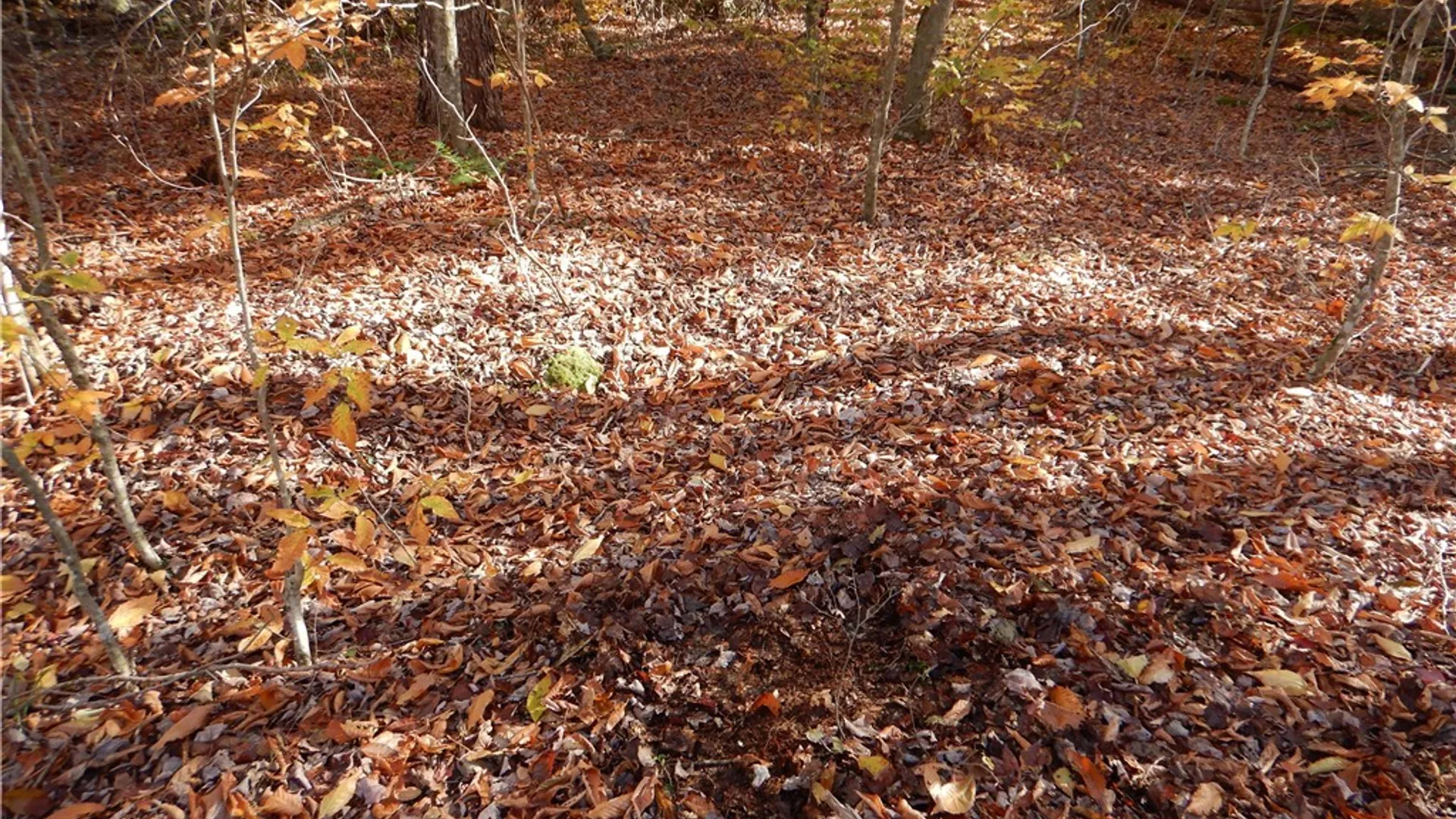 Property at Route 220, Mc Donough, NY 13830 28