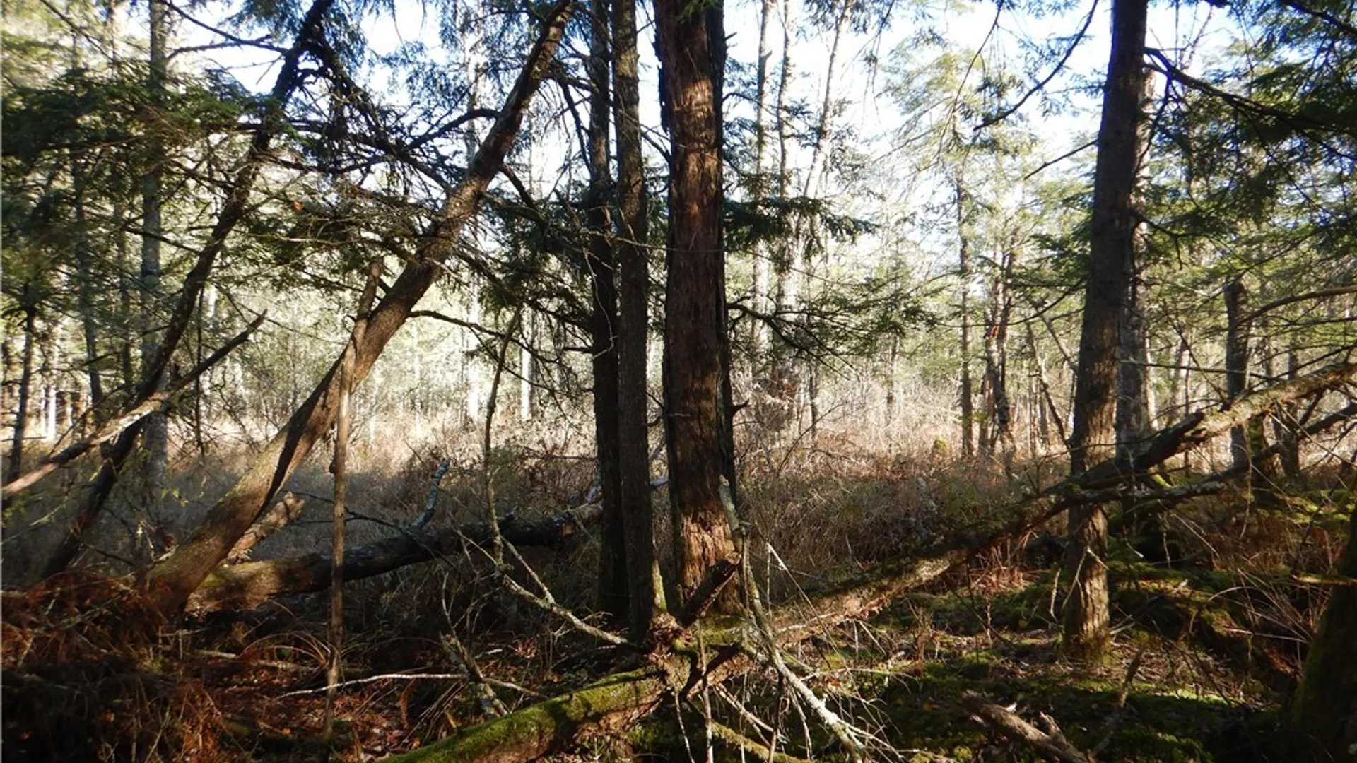 Property at Route 220, Mc Donough, NY 13830 29