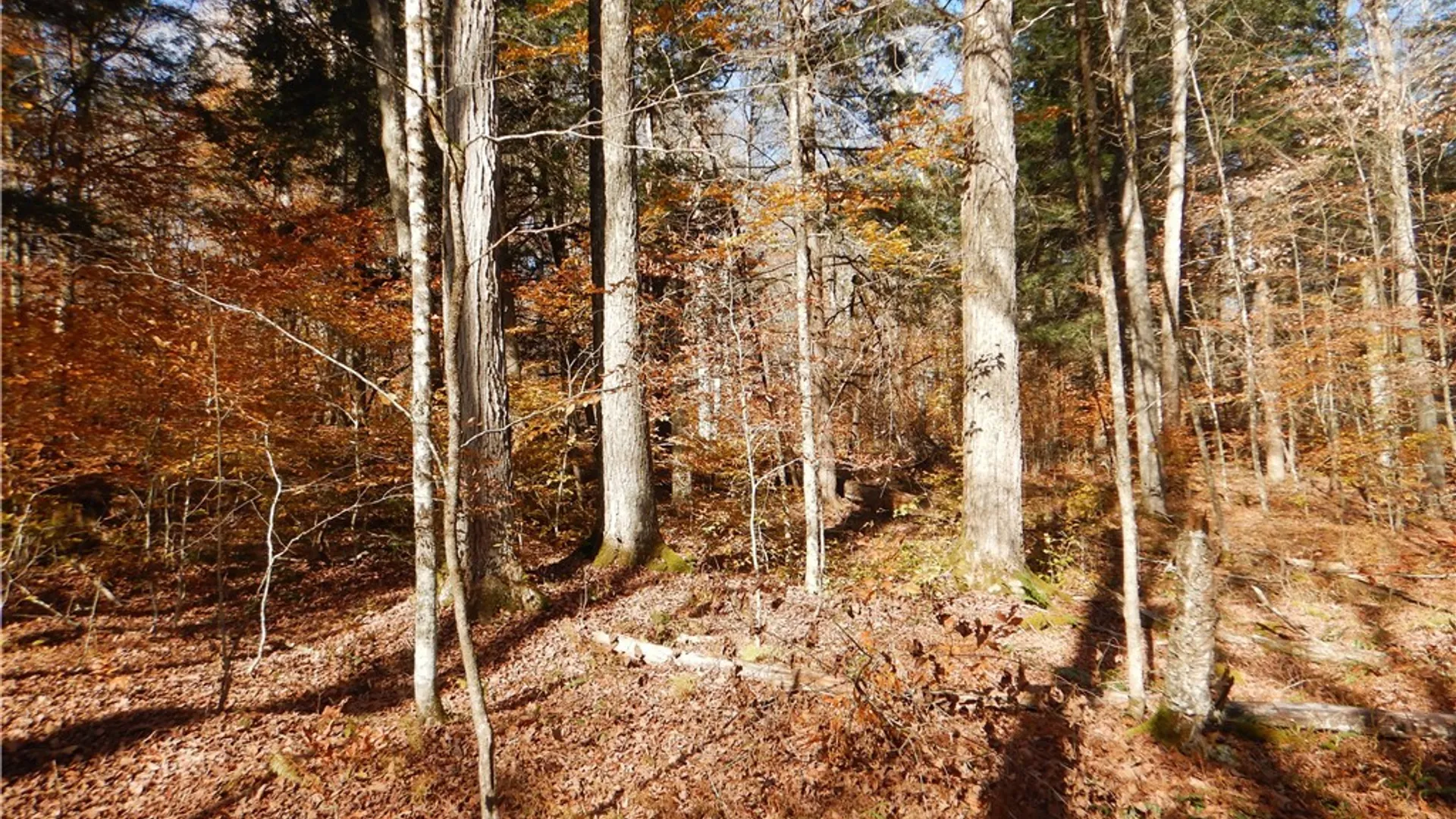 Property at Route 220, Mc Donough, NY 13830 30
