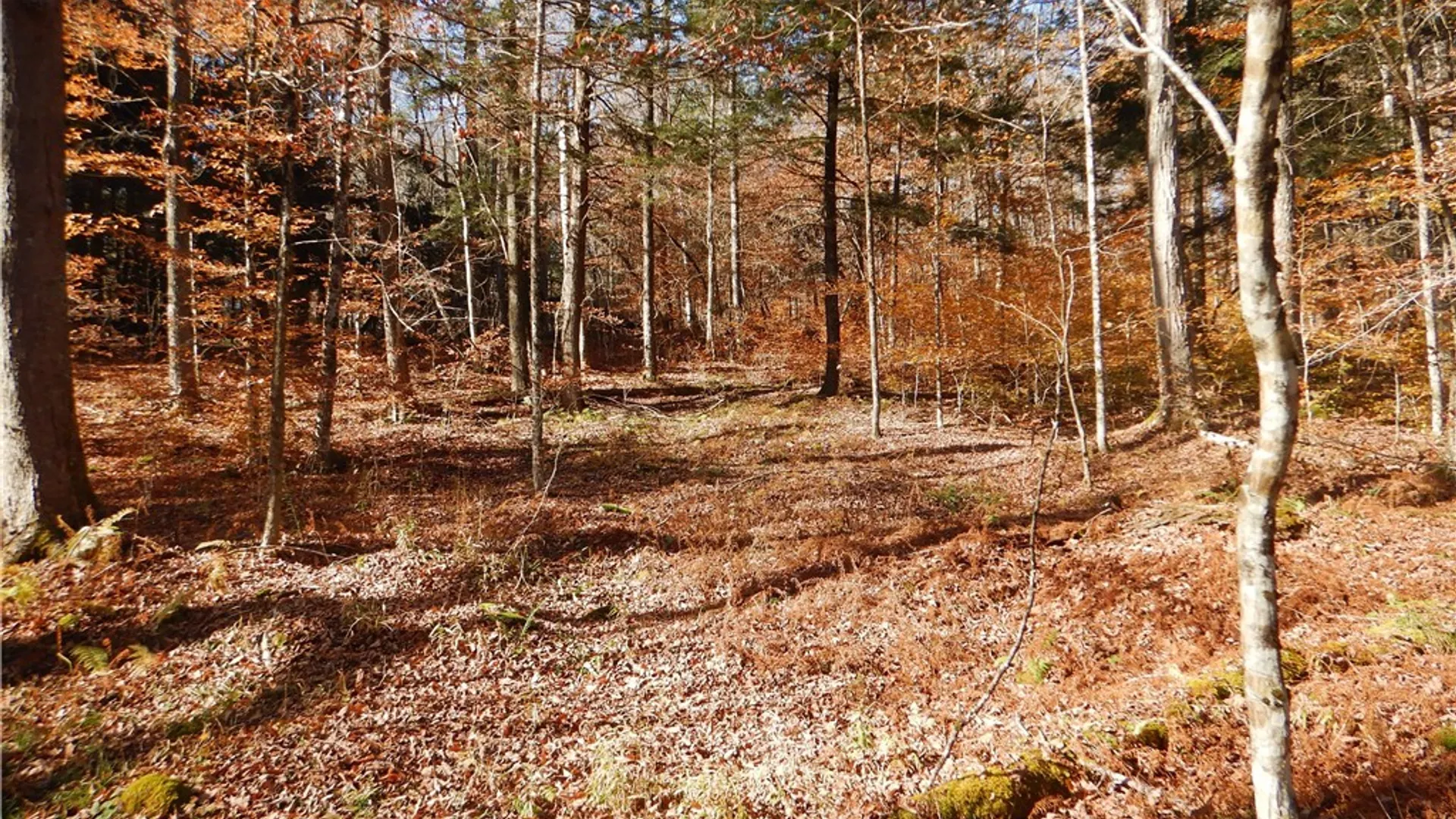 Property at Route 220, Mc Donough, NY 13830 31