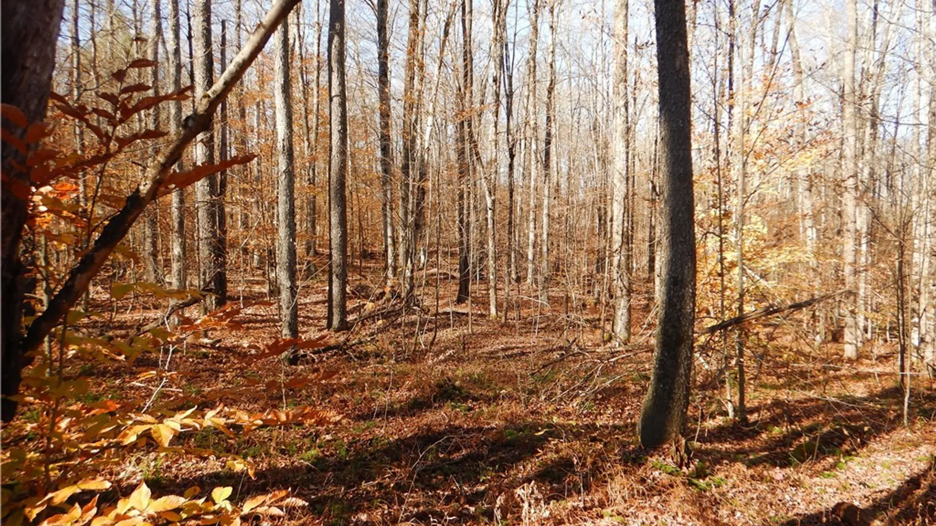 Property at Route 220, Mc Donough, NY 13830 32