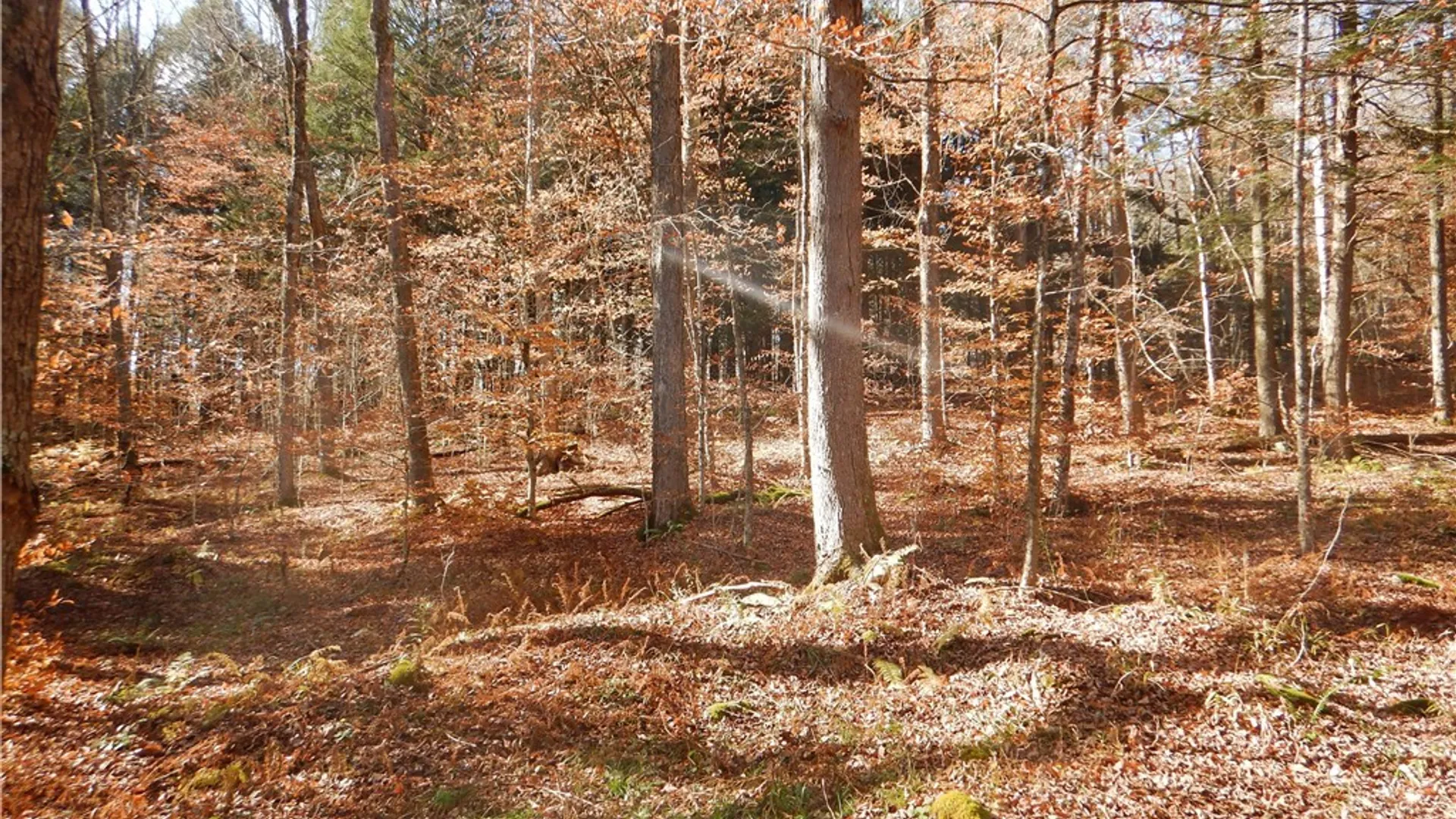 Property at Route 220, Mc Donough, NY 13830 33