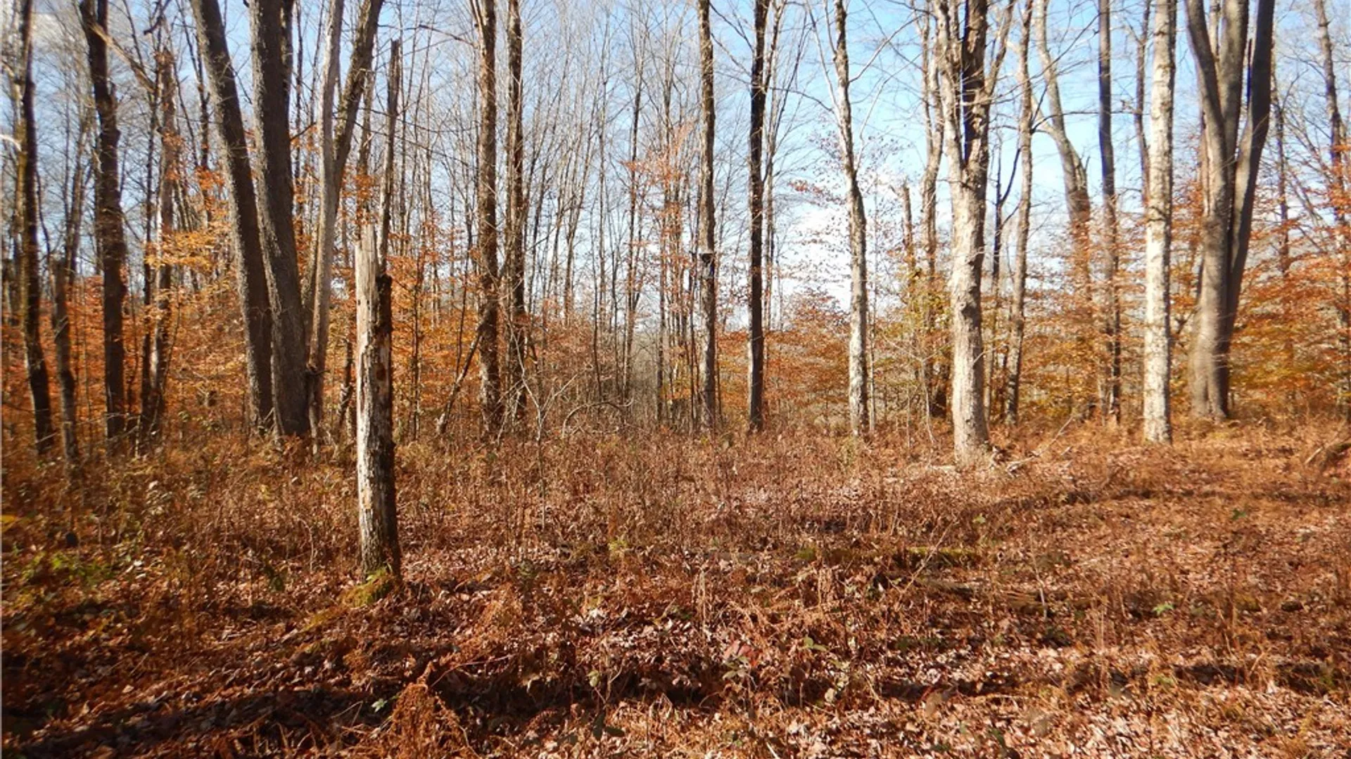 Property at Route 220, Mc Donough, NY 13830 9