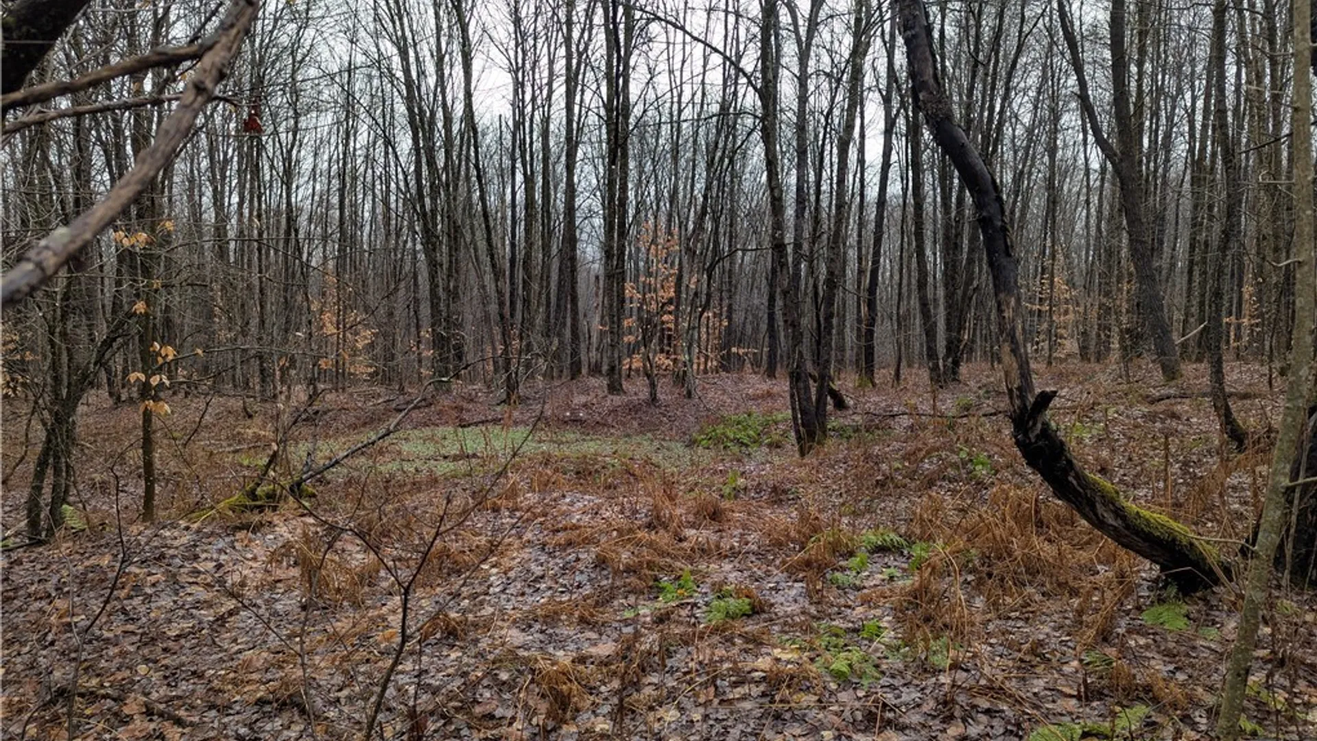 Property at Ryan Road, Osceola, NY 13493 7