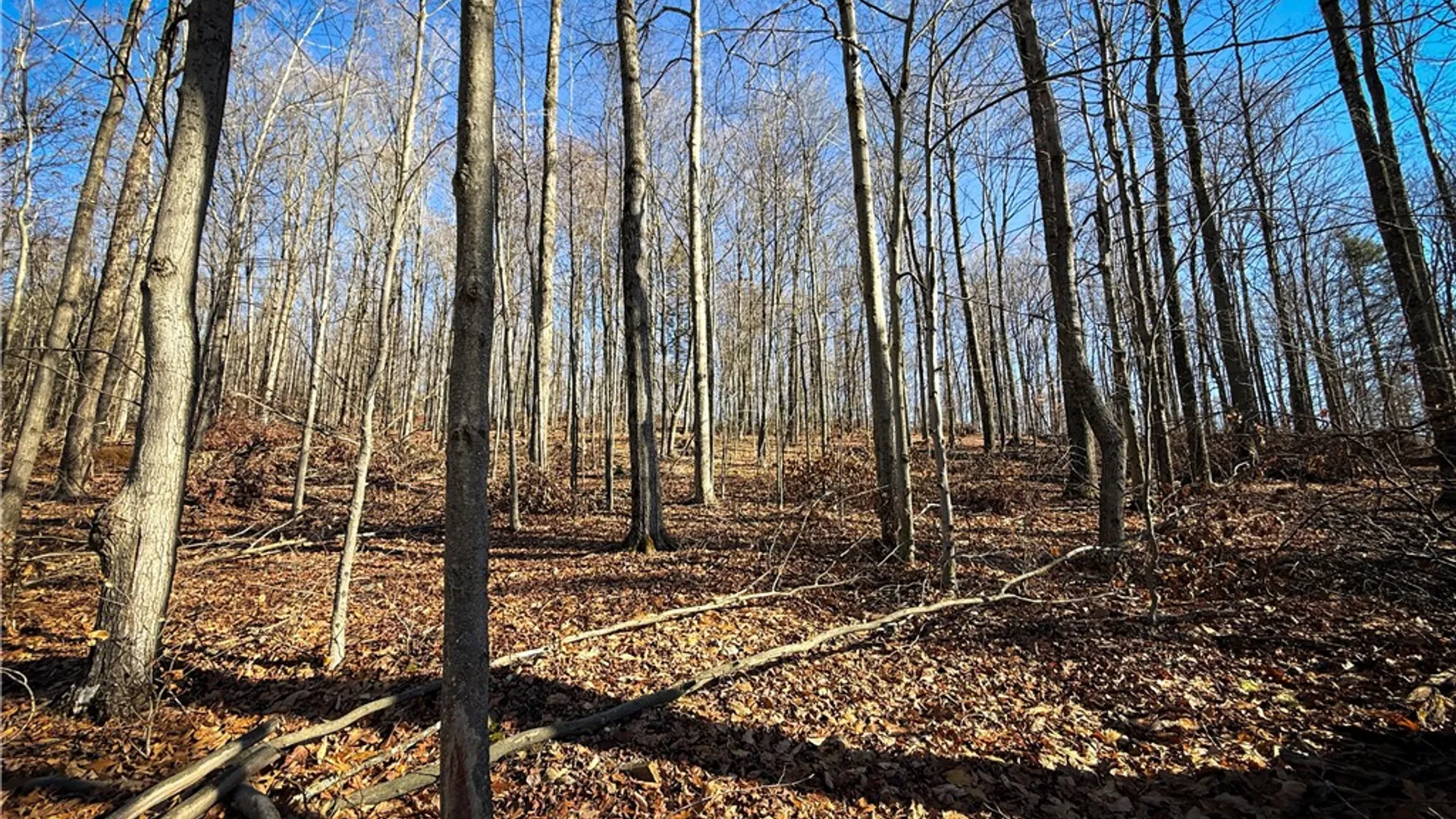 Property at Lot-01 Langford Creek Road, Van Etten, NY 14889 10