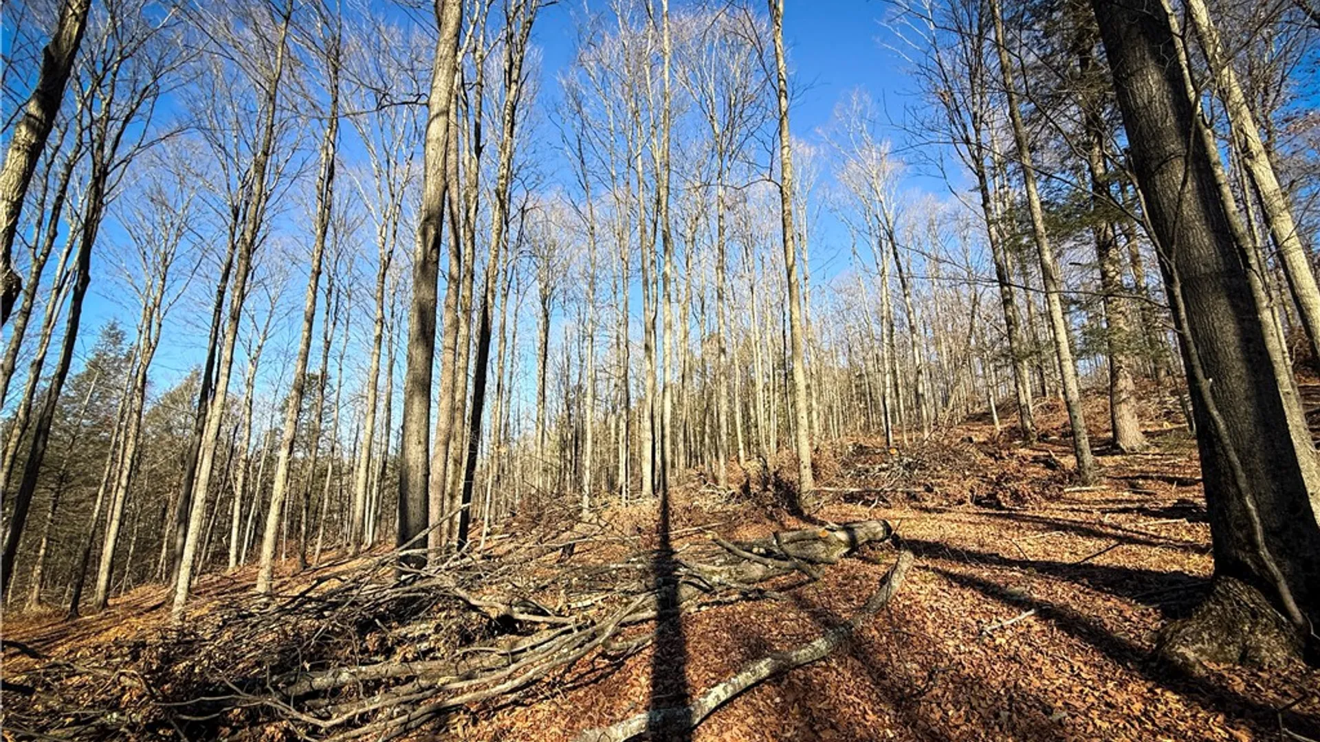 Property at Lot-01 Langford Creek Road, Van Etten, NY 14889 11