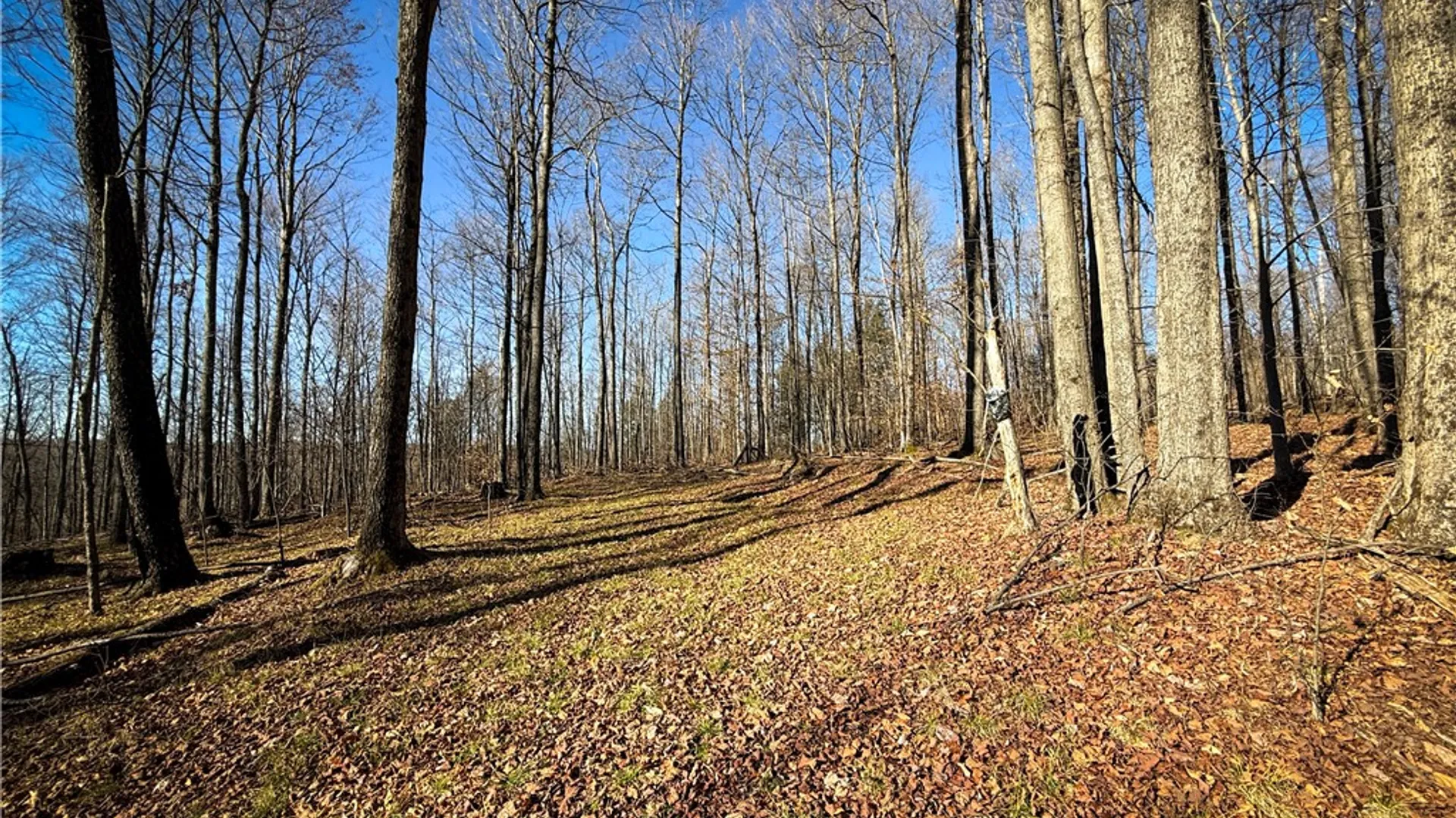 Property at Lot-01 Langford Creek Road, Van Etten, NY 14889 16