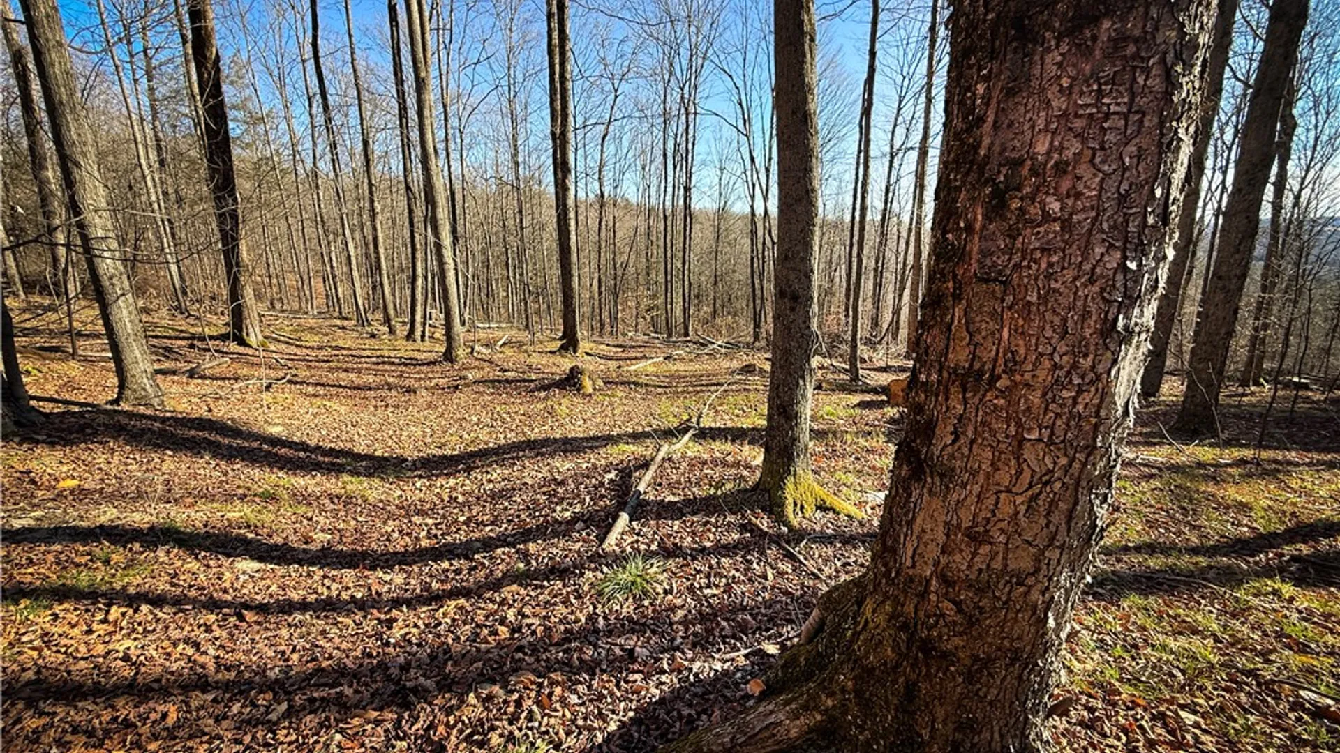 Property at Lot-01 Langford Creek Road, Van Etten, NY 14889 17