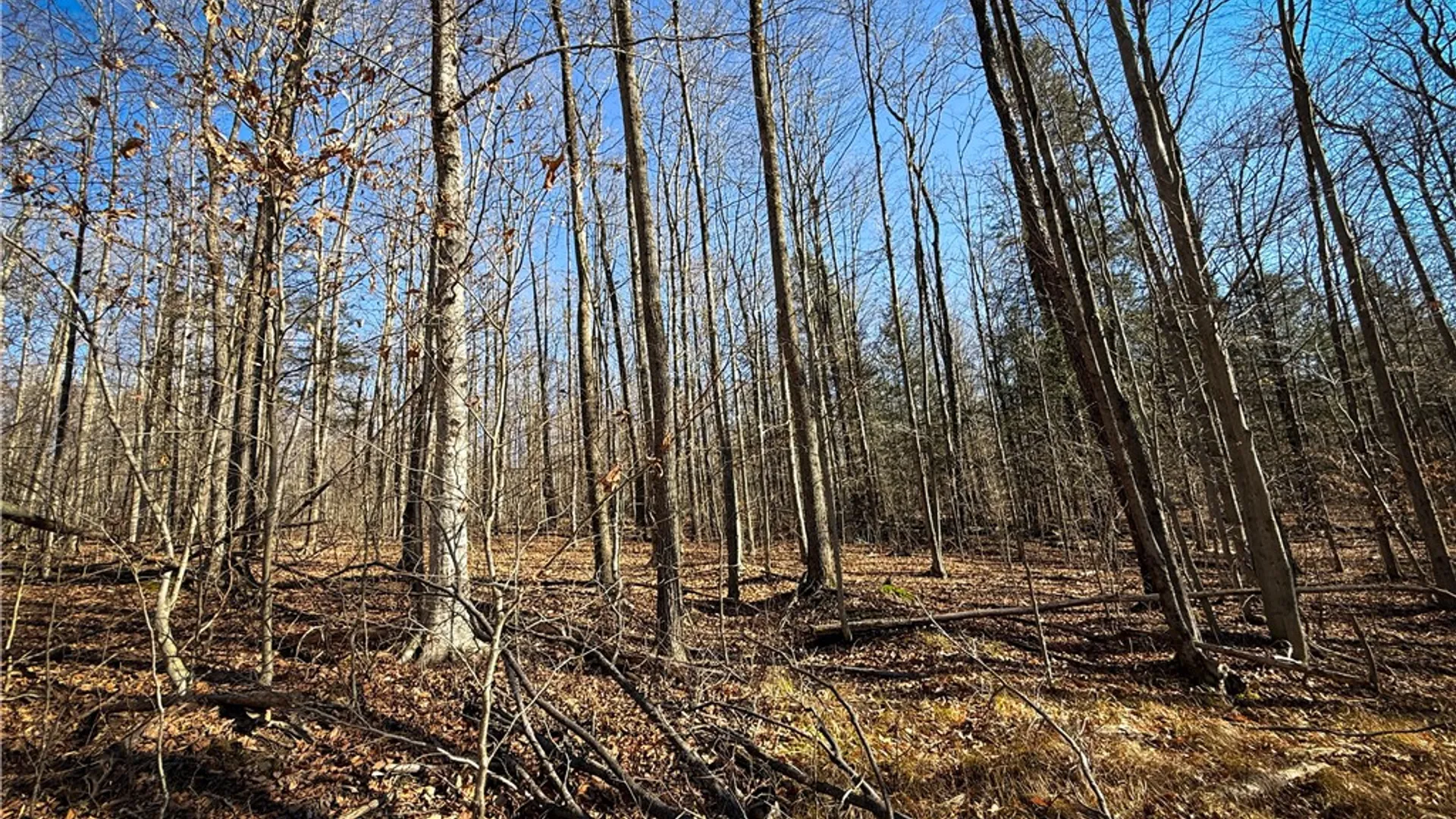 Property at Lot-01 Langford Creek Road, Van Etten, NY 14889 21