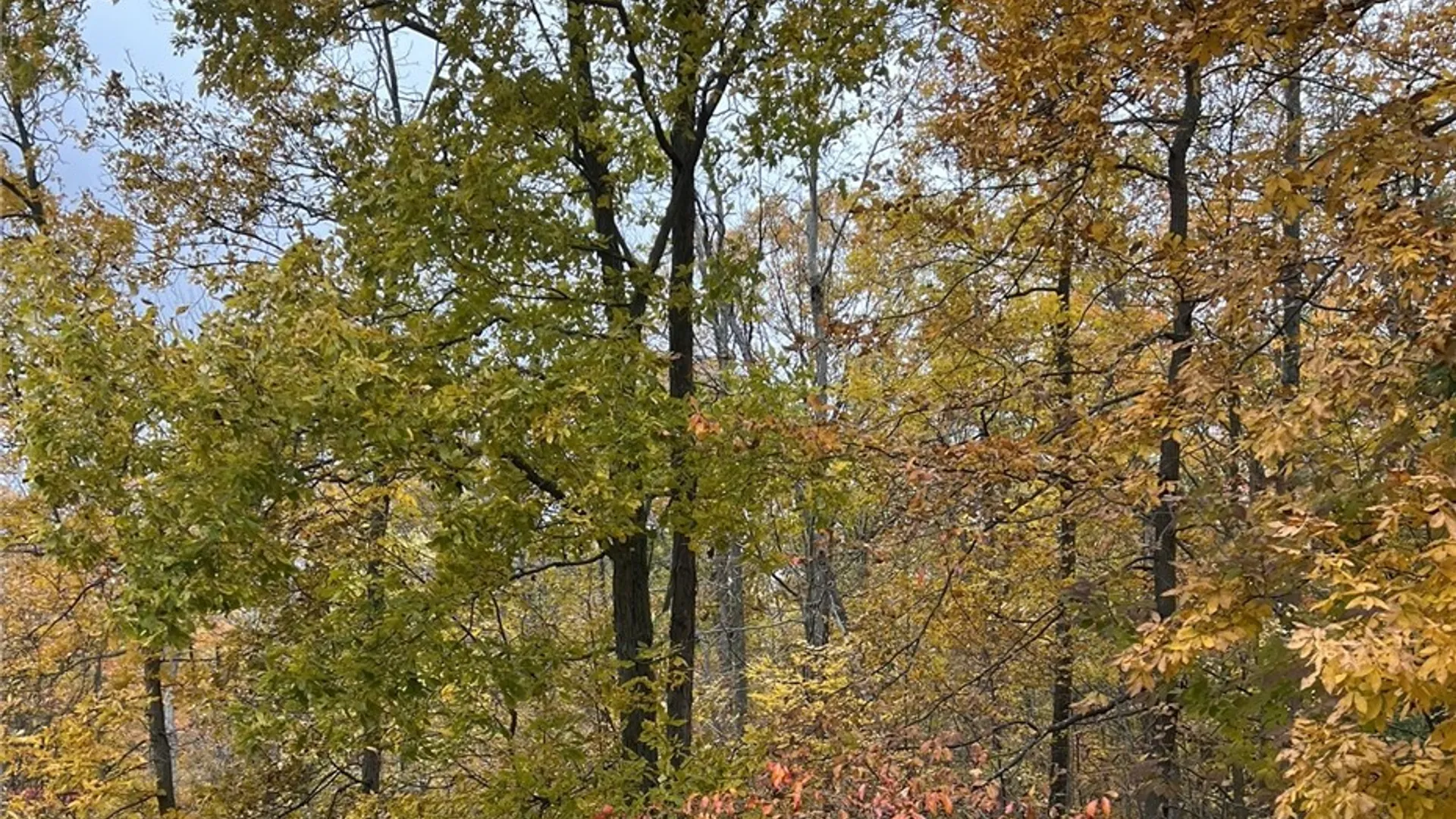 Property at Steege Hill Road, Big Flats, NY 14830 11