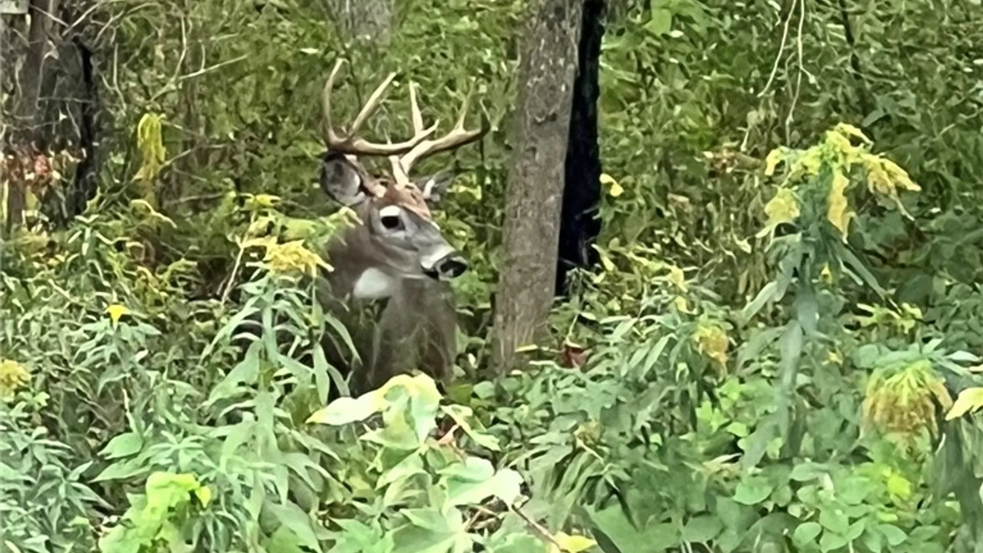 Property at Steege Hill Road, Big Flats, NY 14830 16