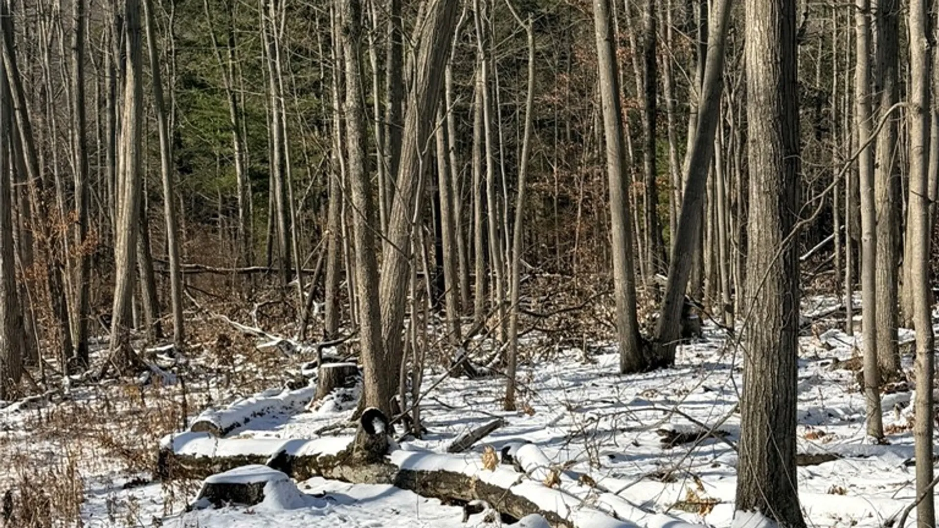 Property at Steege Hill Road, Big Flats, NY 14830 5