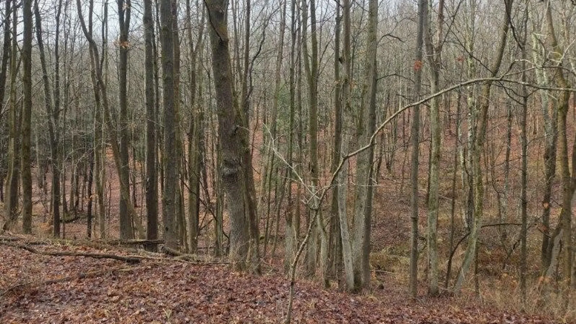 Property at Beech Tree Road, Ashford, NY 14171 10