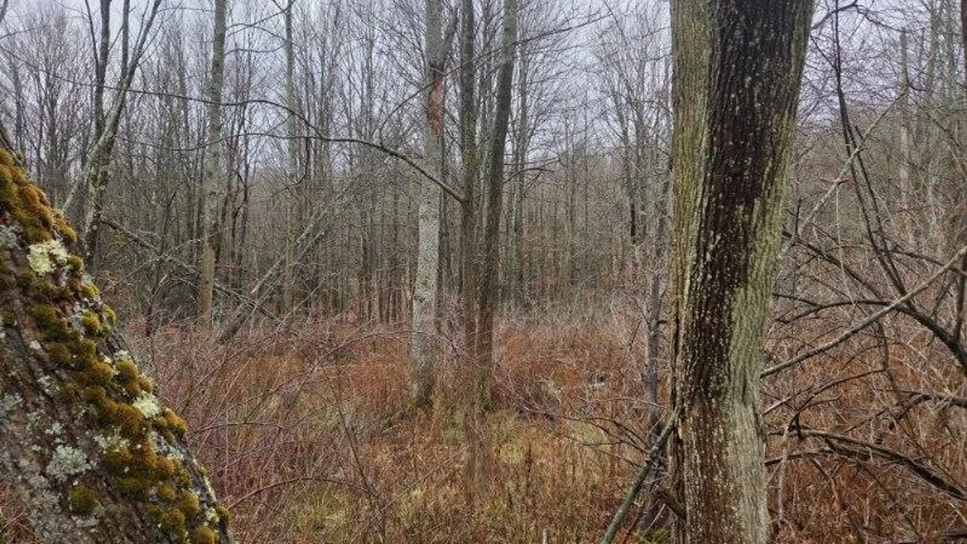 Property at Beech Tree Road, Ashford, NY 14171 11