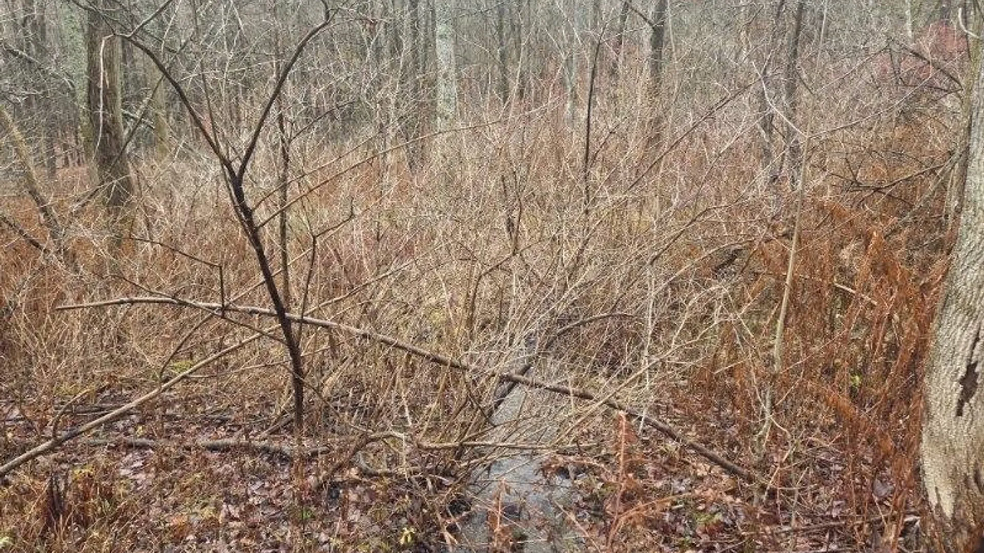 Property at Beech Tree Road, Ashford, NY 14171 12