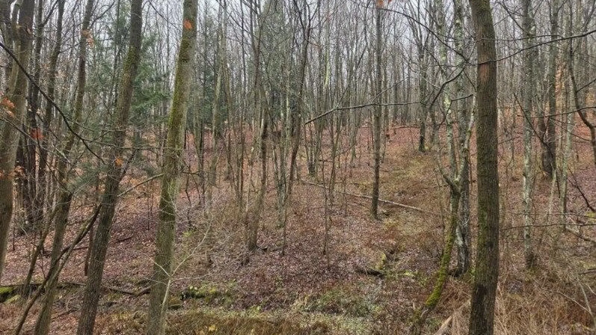 Property at Beech Tree Road, Ashford, NY 14171 13