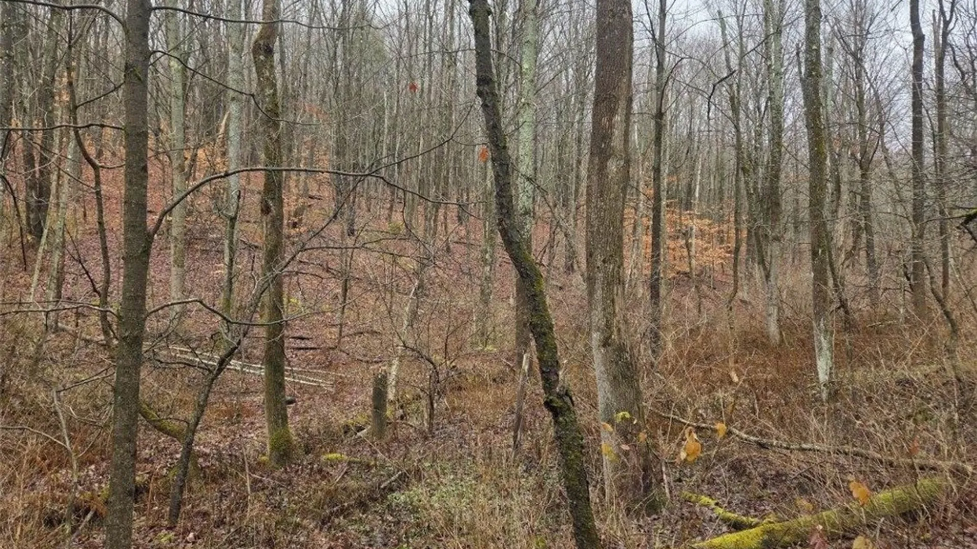 Property at Beech Tree Road, Ashford, NY 14171 2