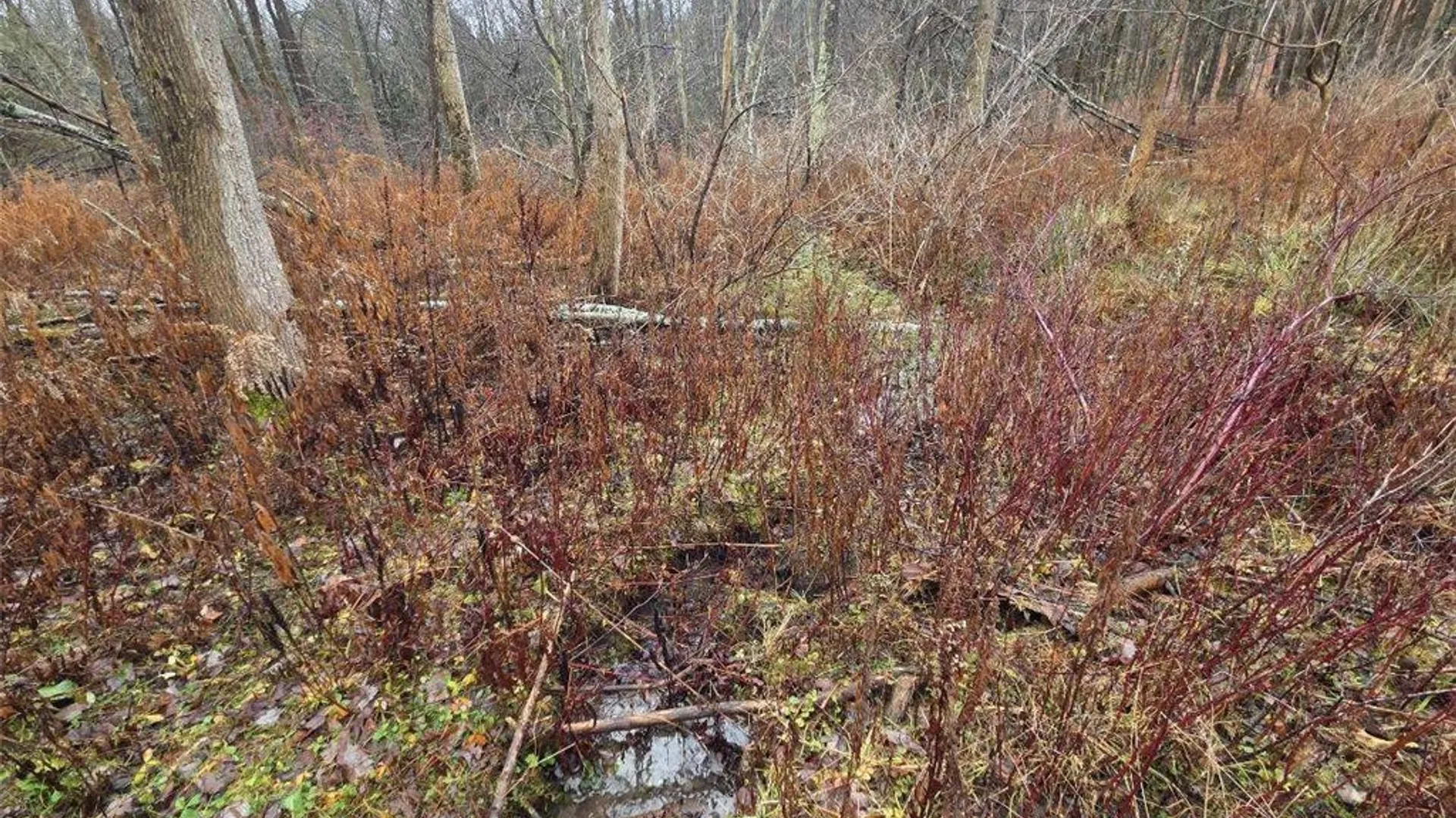 Property at Beech Tree Road, Ashford, NY 14171 3