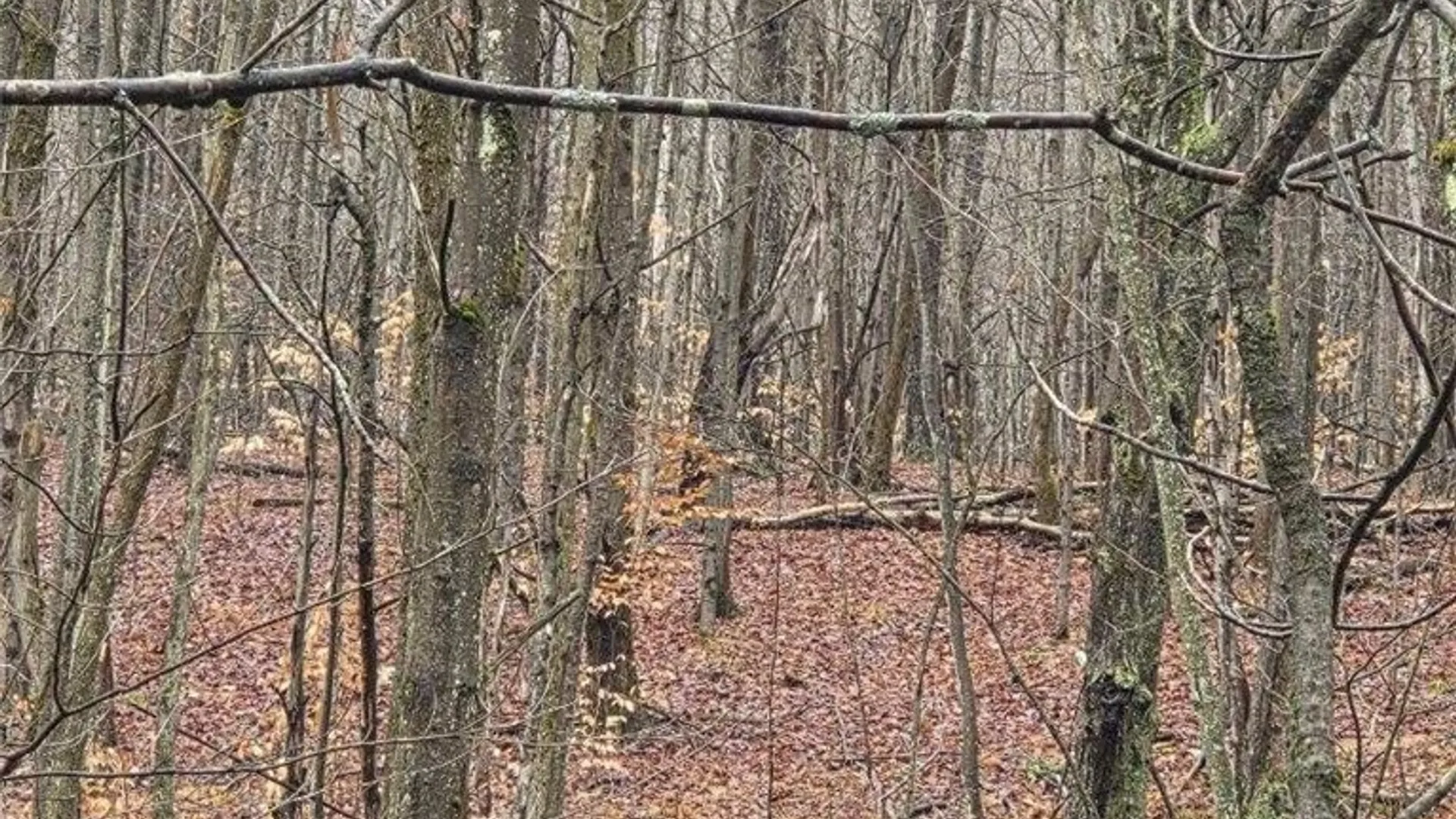 Property at Beech Tree Road, Ashford, NY 14171 5