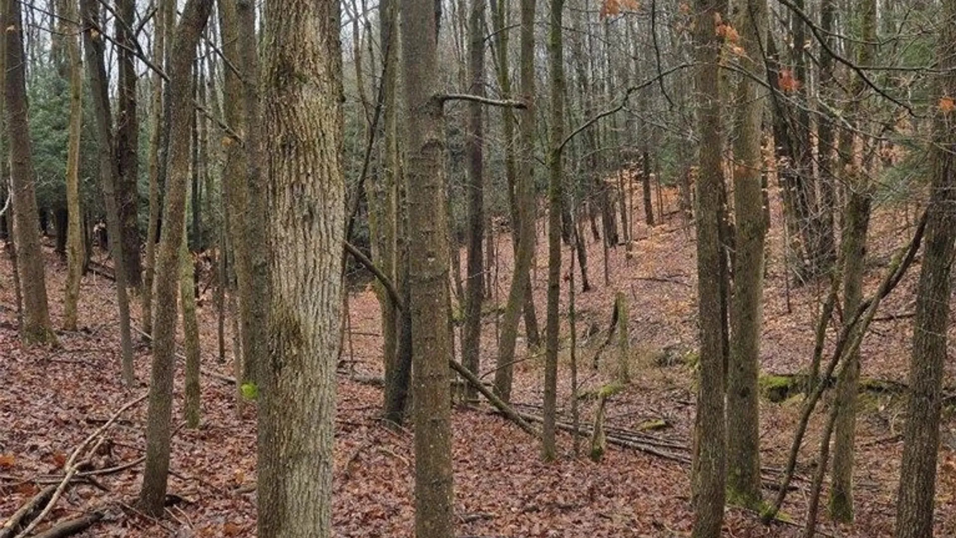 Property at Beech Tree Road, Ashford, NY 14171 6