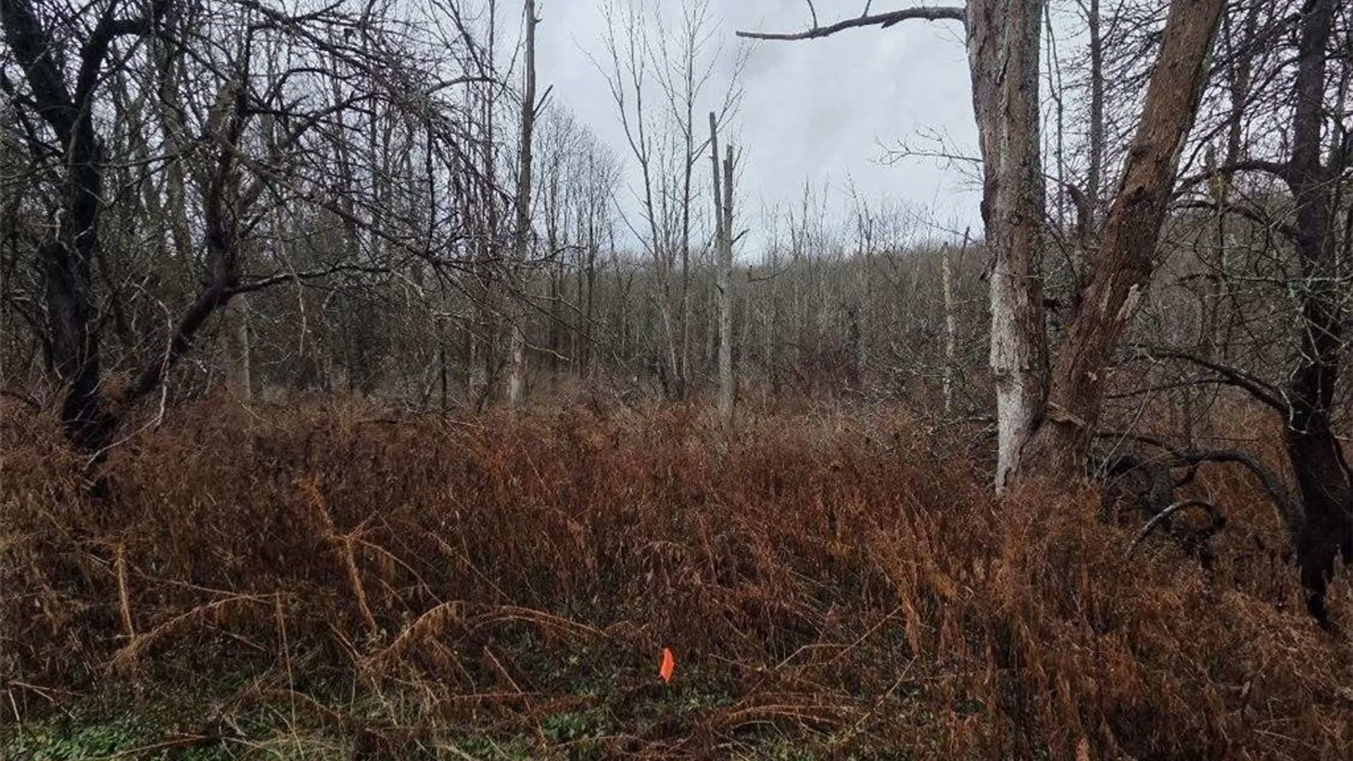 Property at Beech Tree Road, Ashford, NY 14171 7