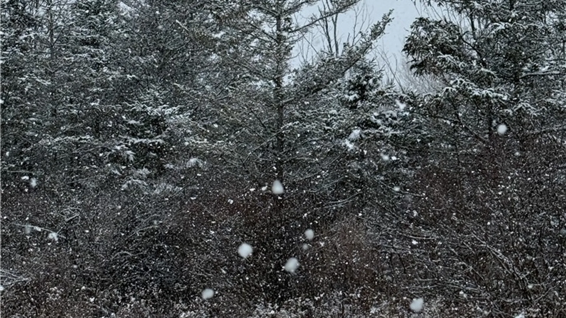 Property at Eddy Road, Theresa, NY 13691 18