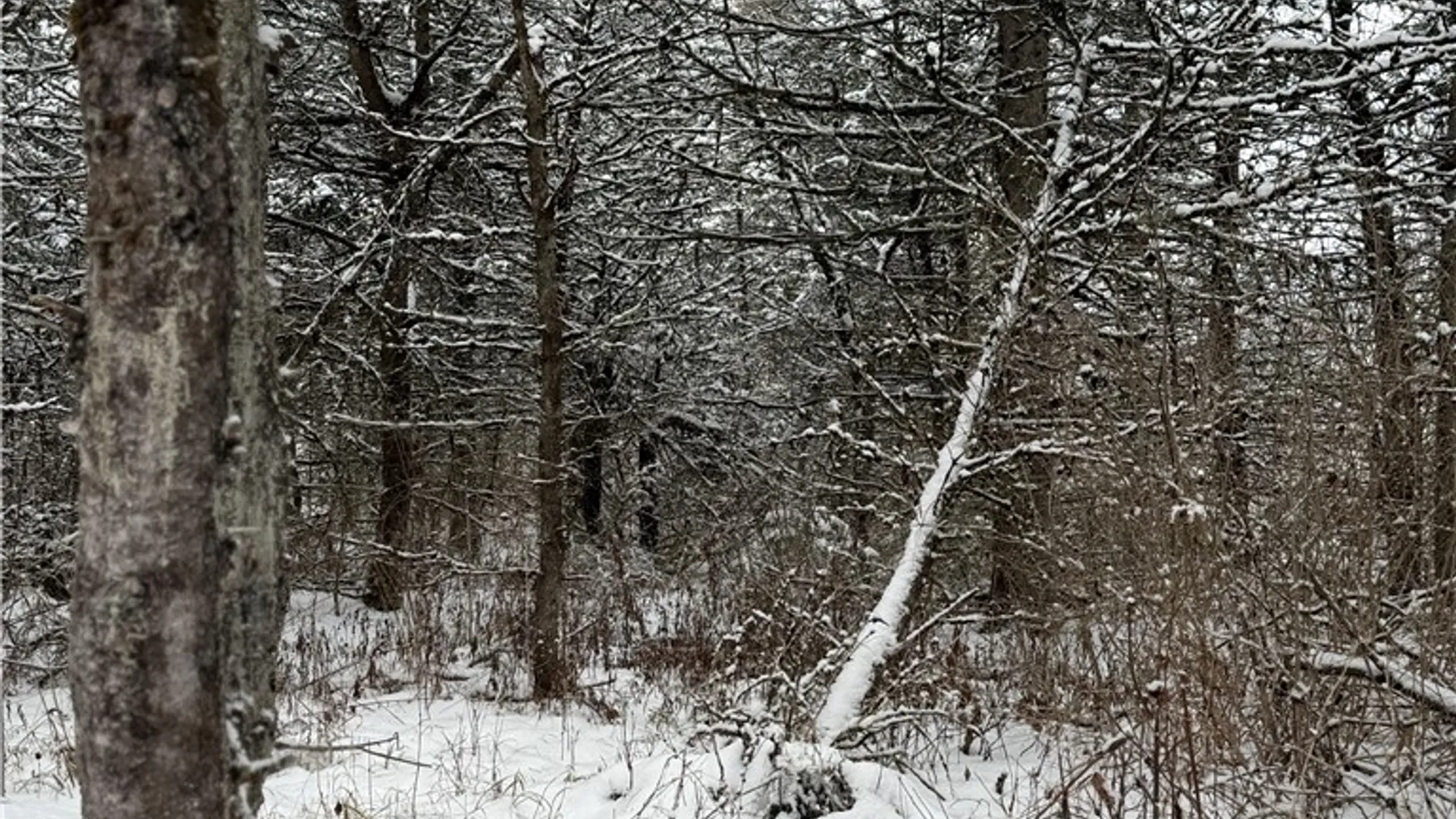 Property at Eddy Road, Theresa, NY 13691 21