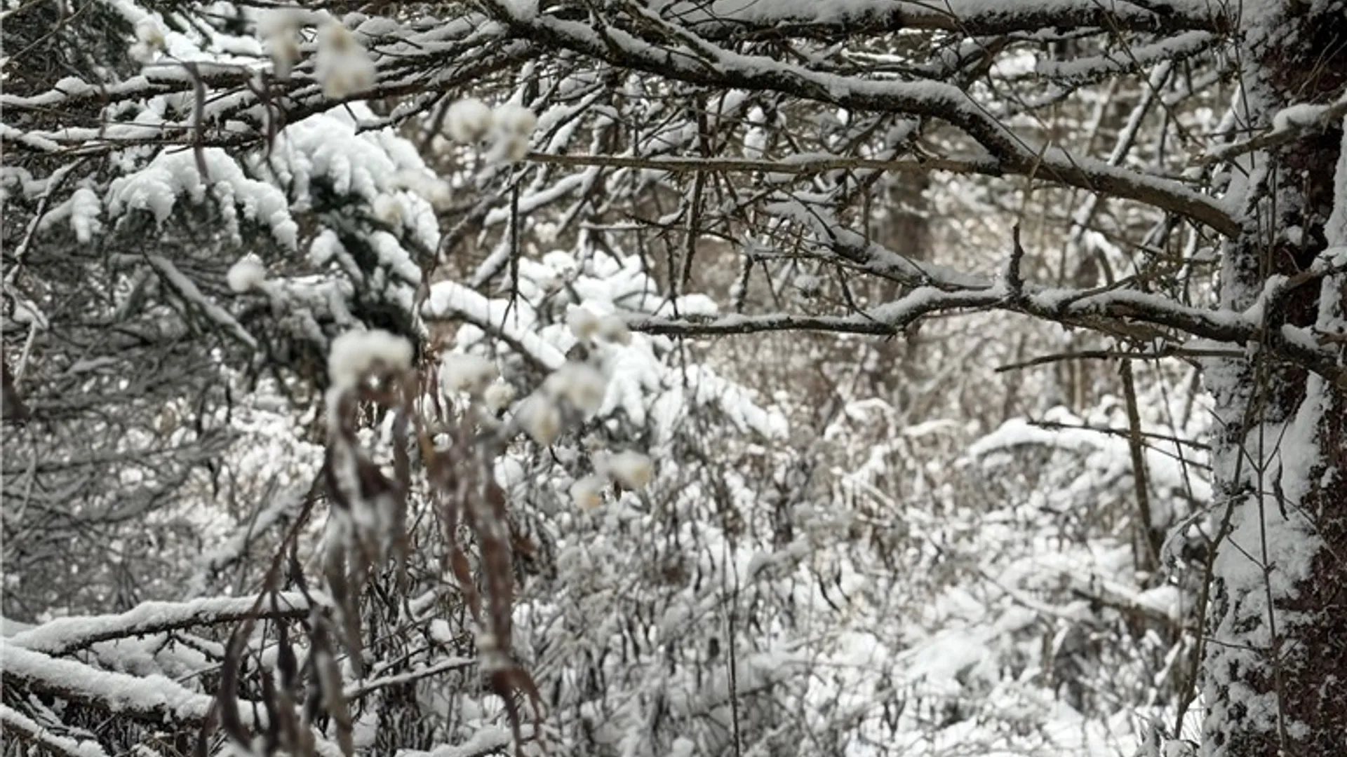 Property at Eddy Road, Theresa, NY 13691 33