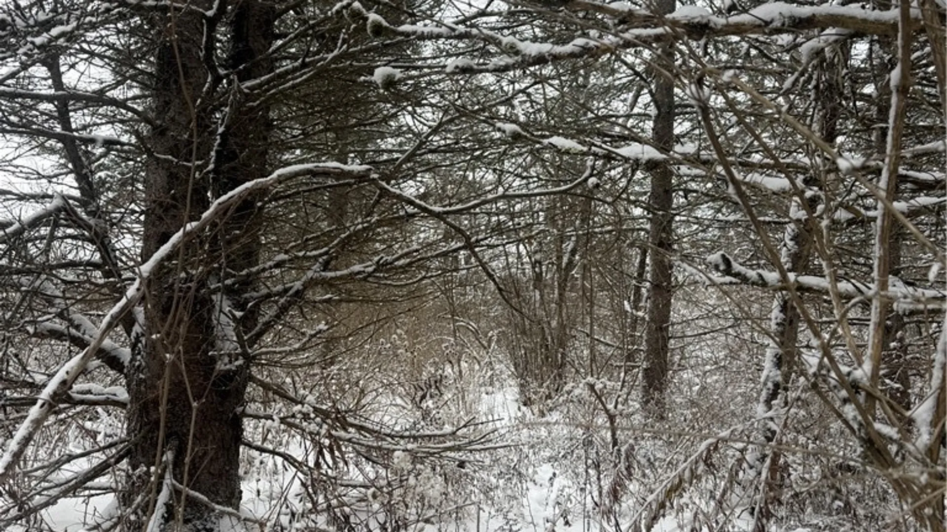 Property at Eddy Road, Theresa, NY 13691 34