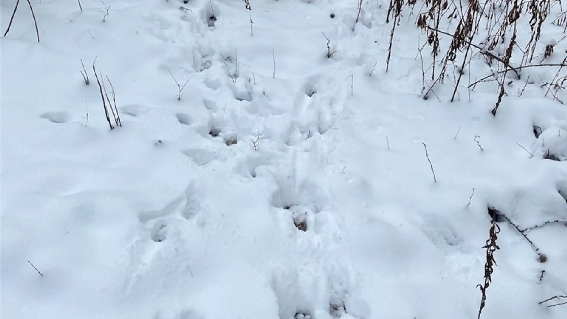 Property at River Road, Amity, NY 14813 12