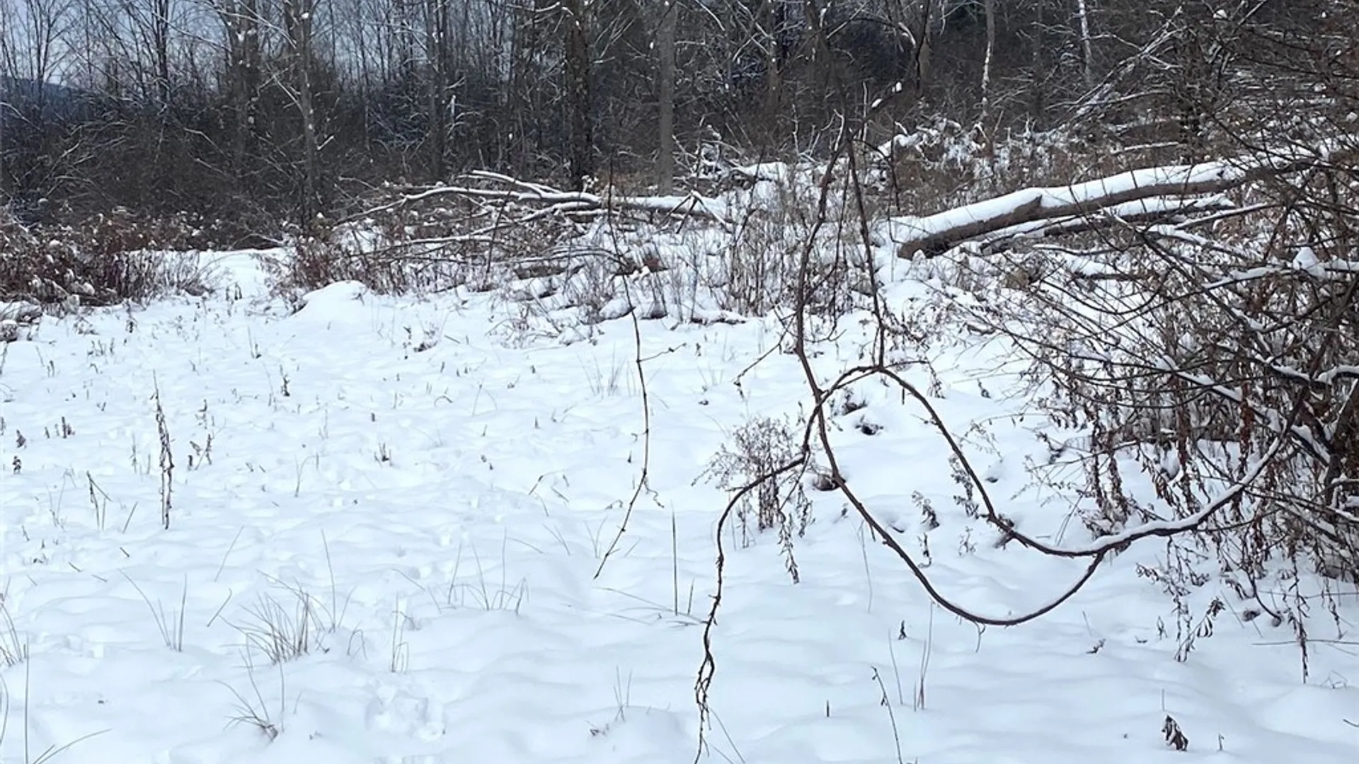 Property at River Road, Amity, NY 14813 13