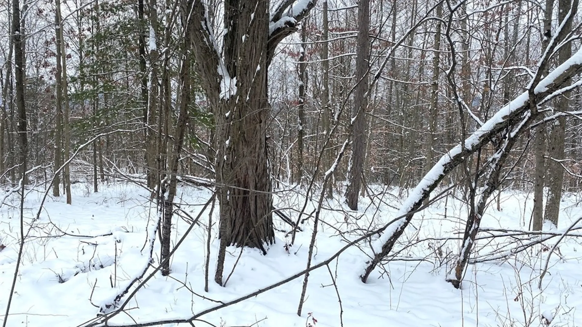 Property at River Road, Amity, NY 14813 14