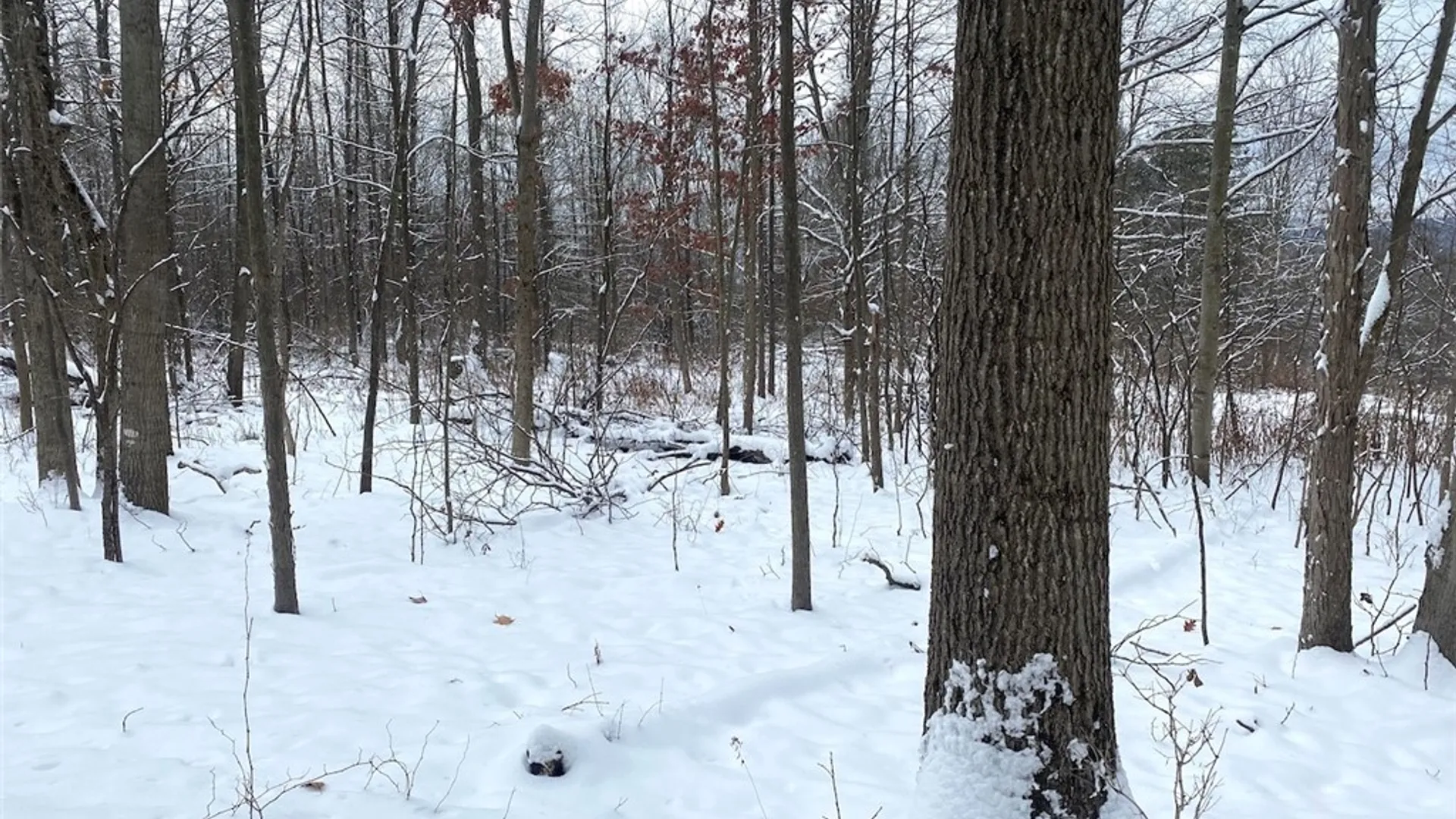 Property at River Road, Amity, NY 14813 20