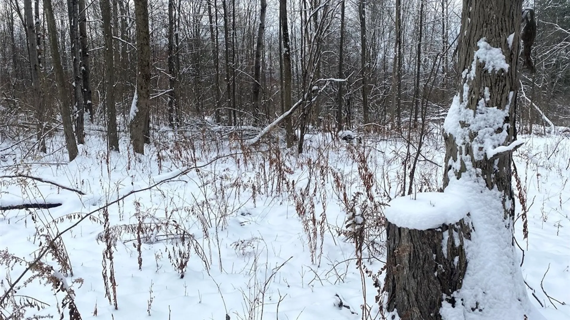 Property at River Road, Amity, NY 14813 21