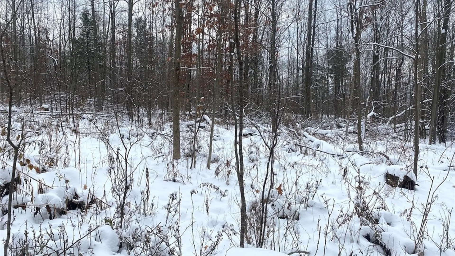 Property at River Road, Amity, NY 14813 8