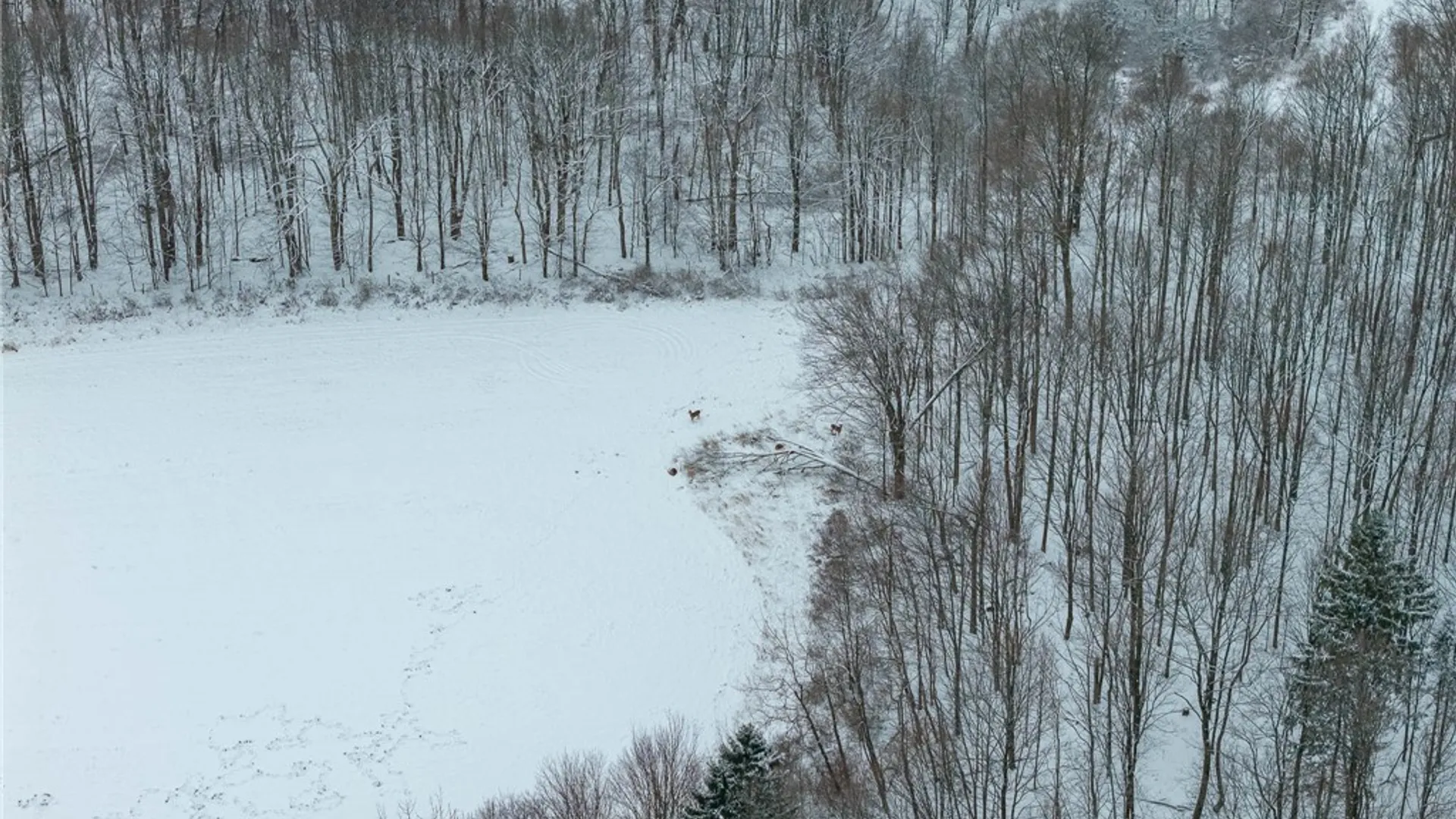 Property at 1870 Reiman Road, Greenwood, NY 14839 36