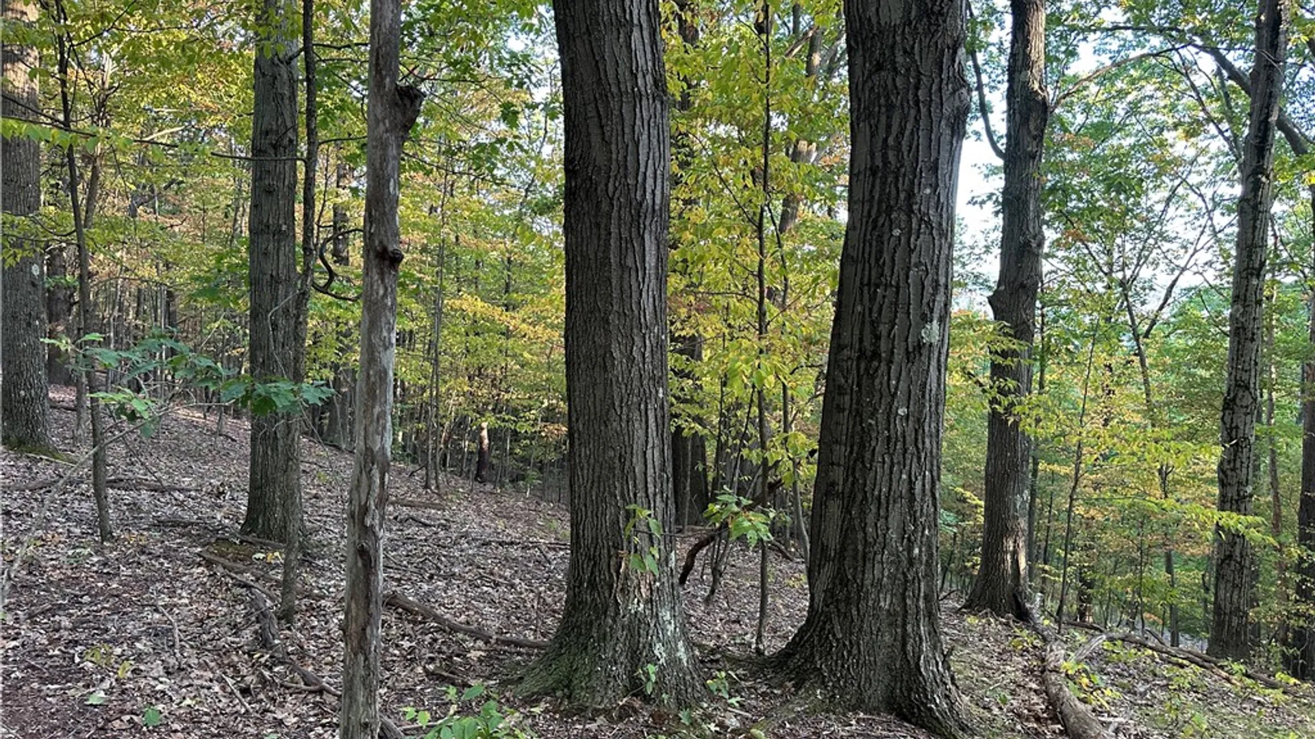 Property at VL Linkletter Road, Almond, NY 14807 11