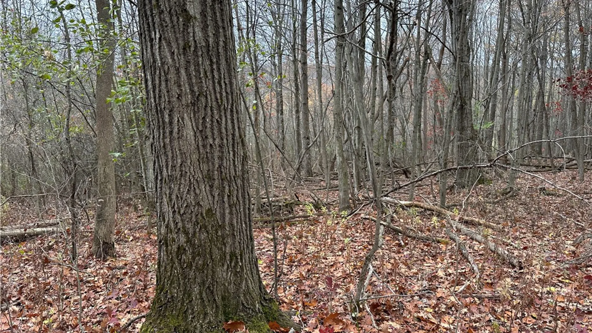 Property at VL Linkletter Road, Almond, NY 14807 20