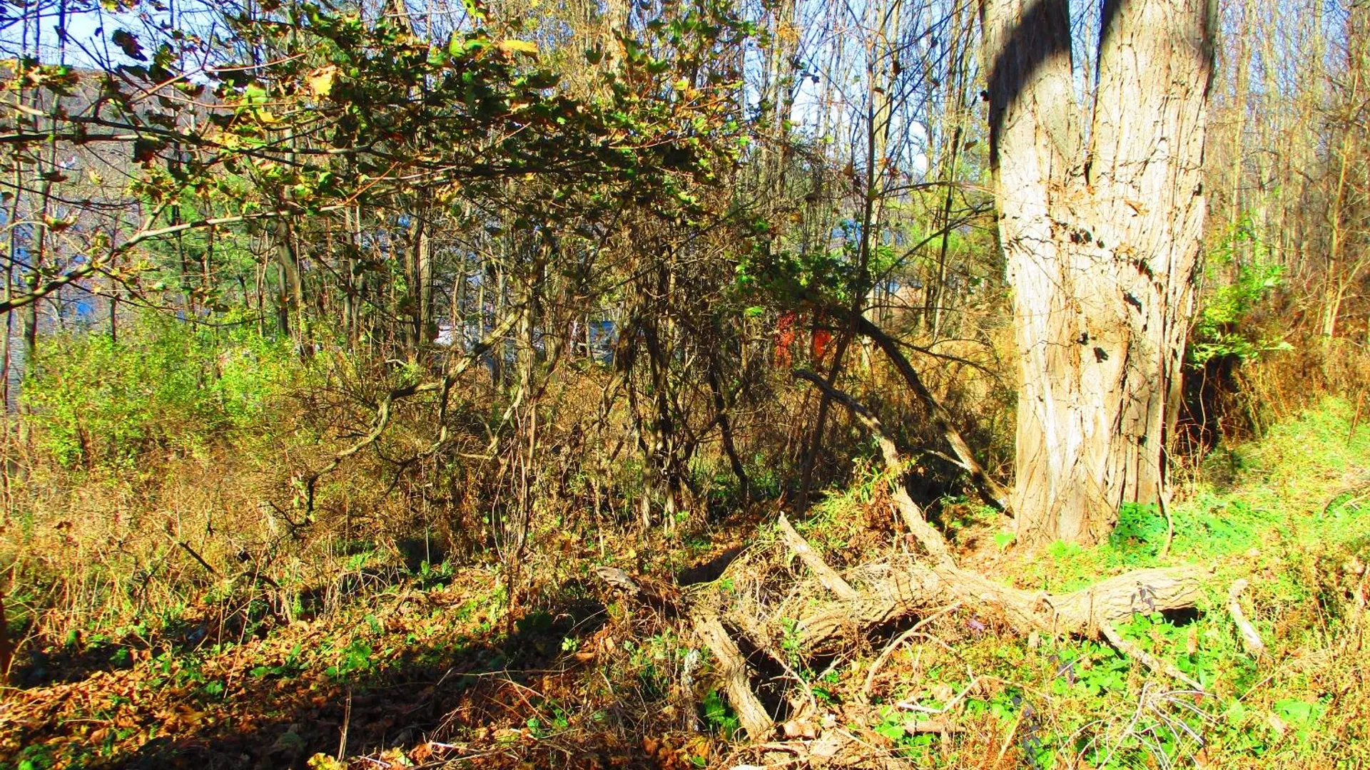 Property at 0 County Highway 31, Middlefield, NY 13326 13