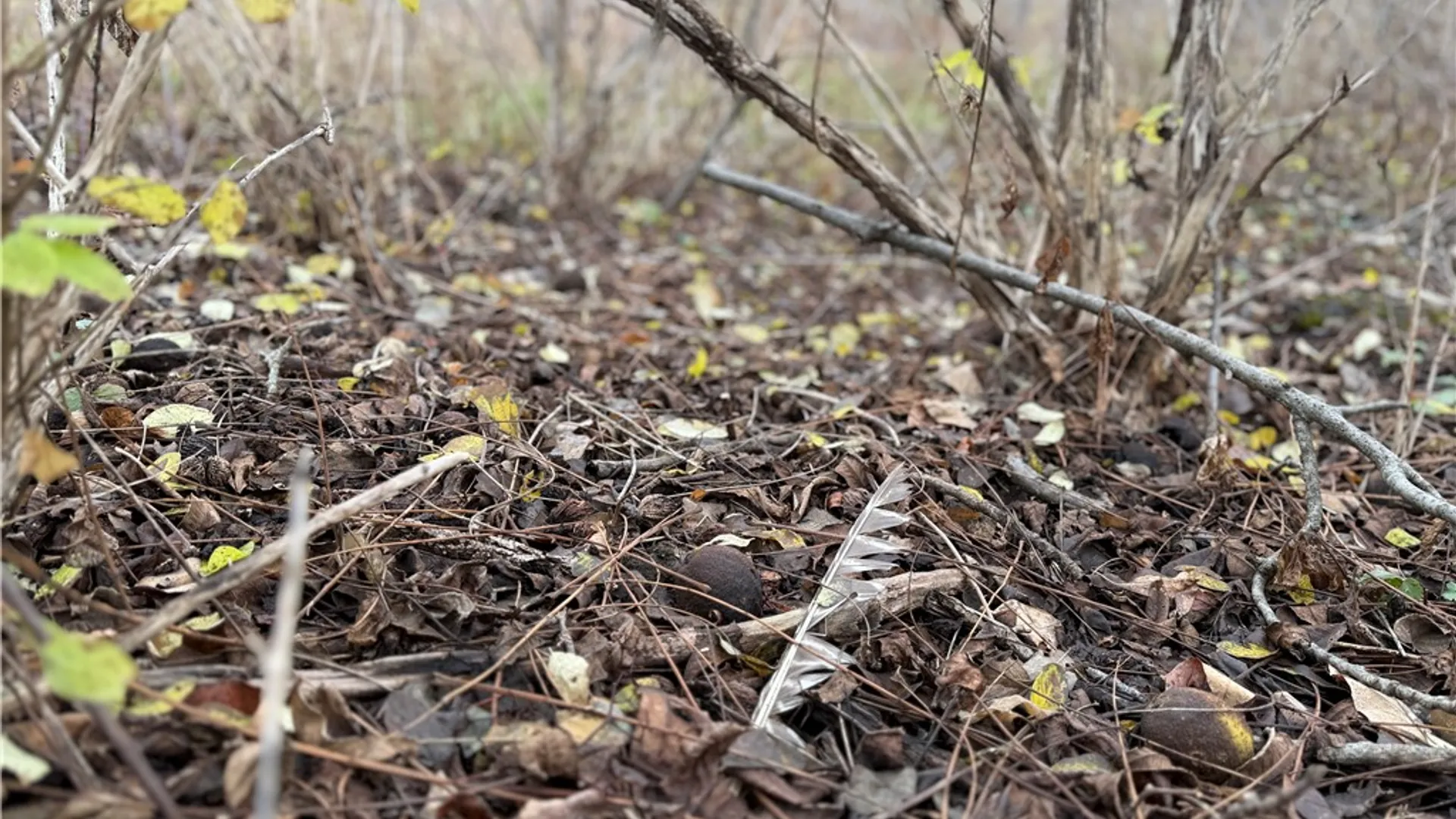 Property at Tucker Road, Enfield, NY 14886 8