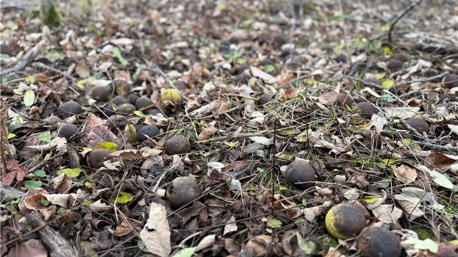 Property at Tucker Road, Enfield, NY 14886 9