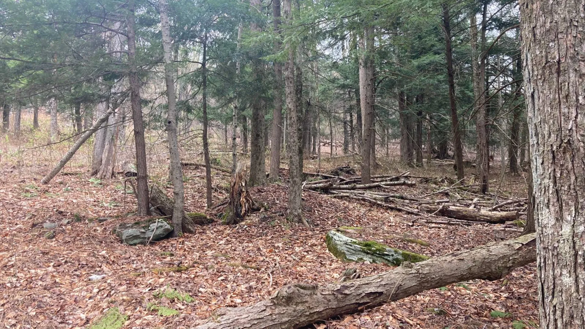 Property at 1473 Crystal Meadows Rd, Downsville, NY 13782 13