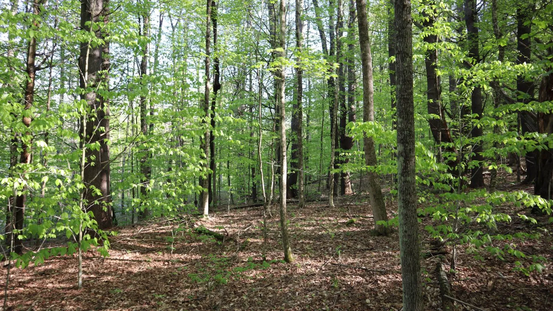 Property at 322 Gifford Valley Rd, Northampton, NY 12134 37