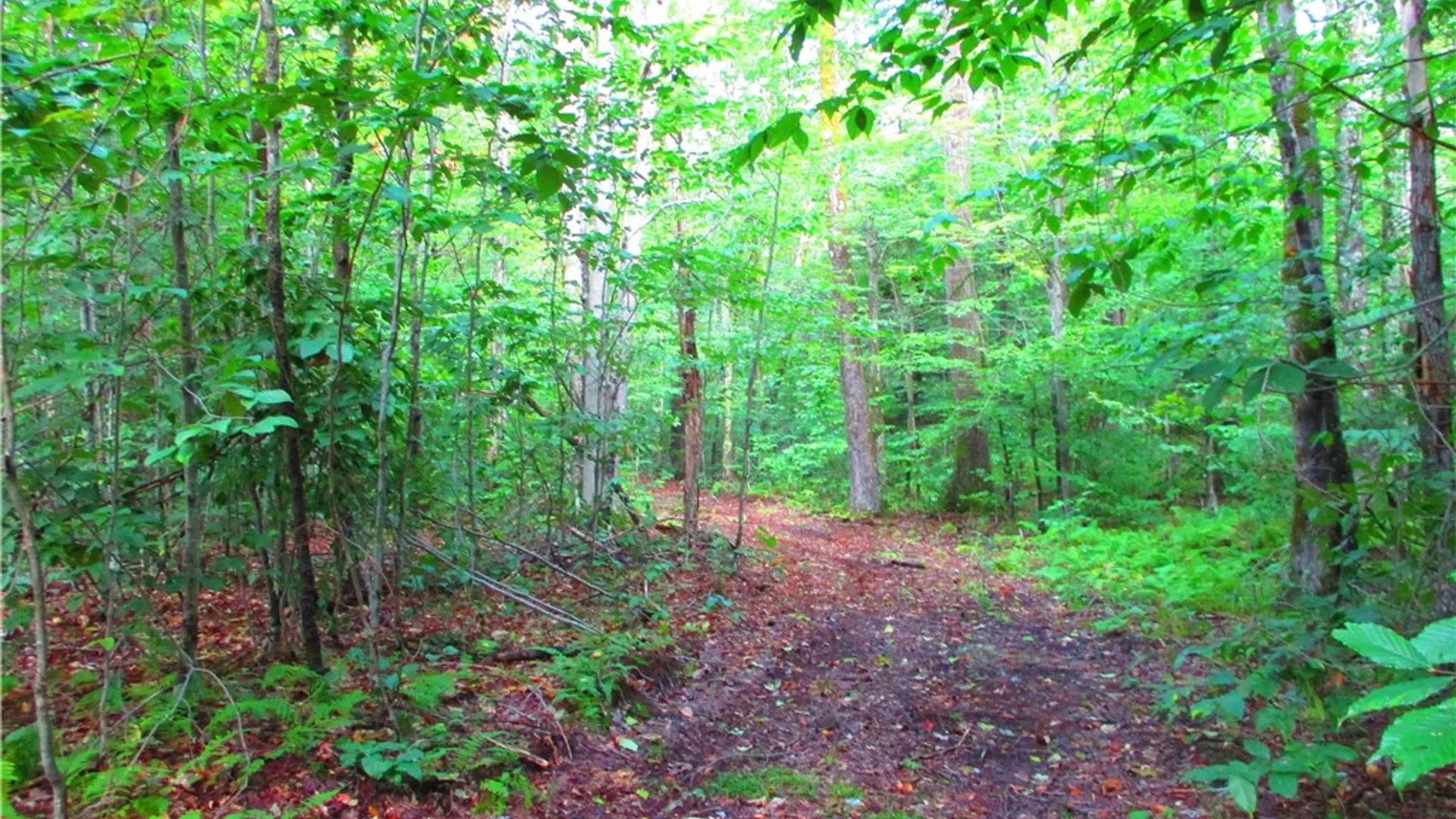 Property at 0 Campbell Hill Road, Middlefield, NY 13326 5