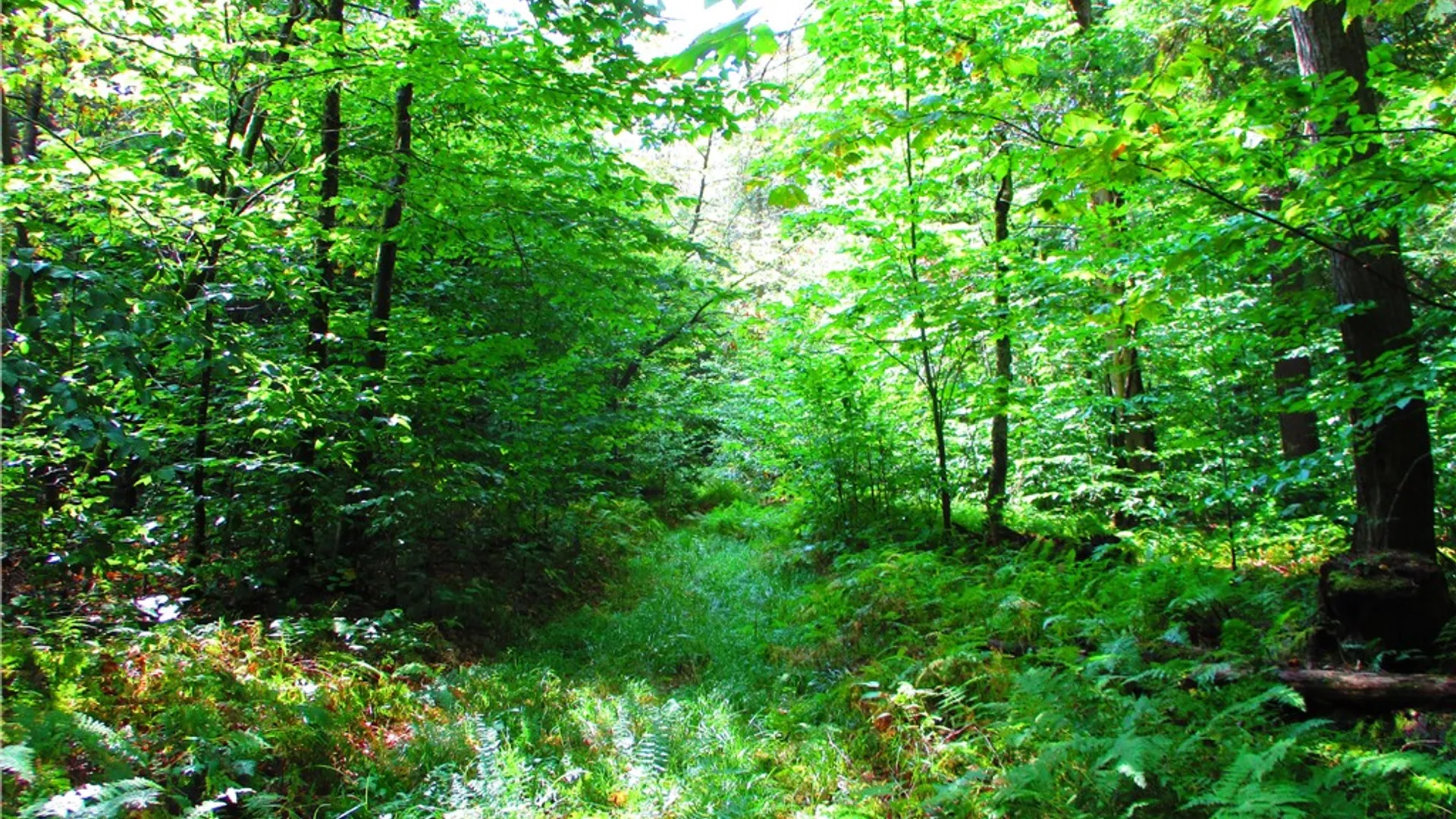 Property at 0 Campbell Hill Road, Middlefield, NY 13326 6