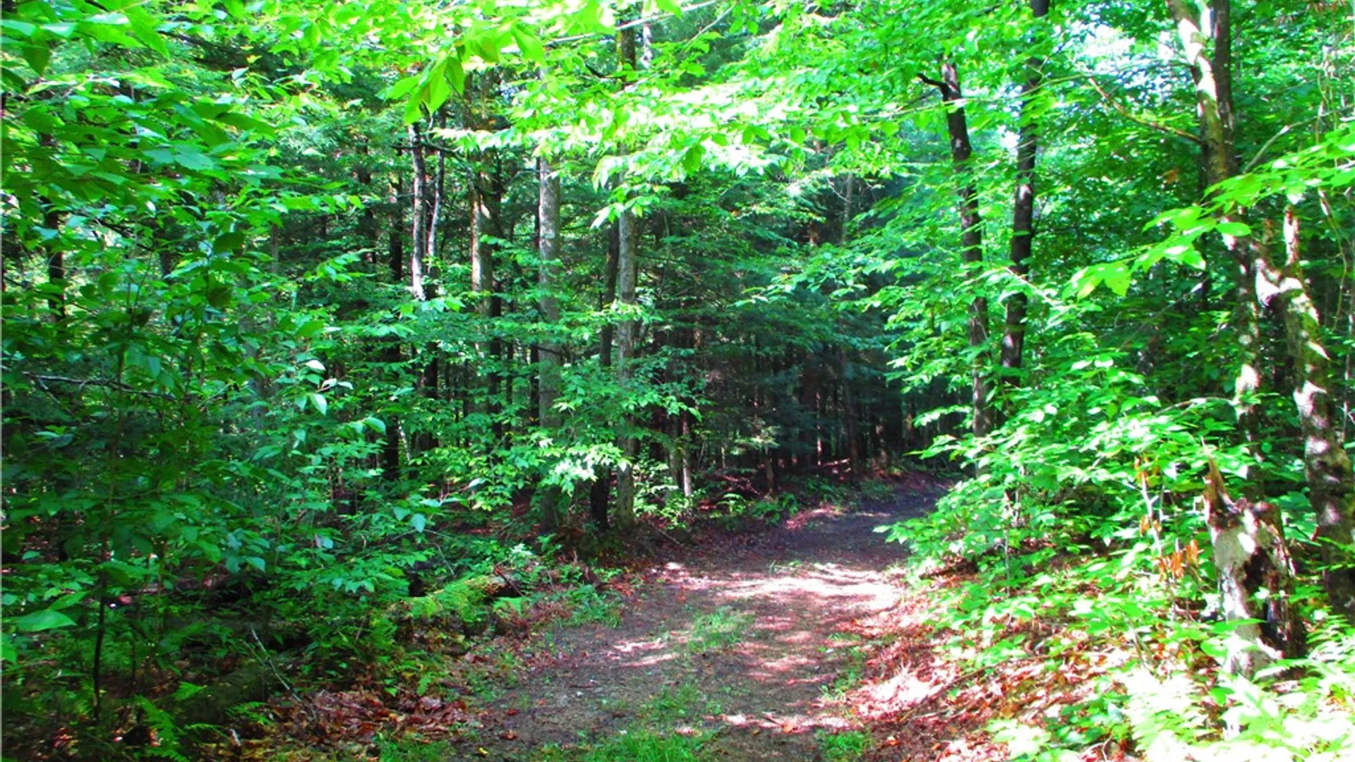 Property at 0 Campbell Hill Road, Middlefield, NY 13326 7