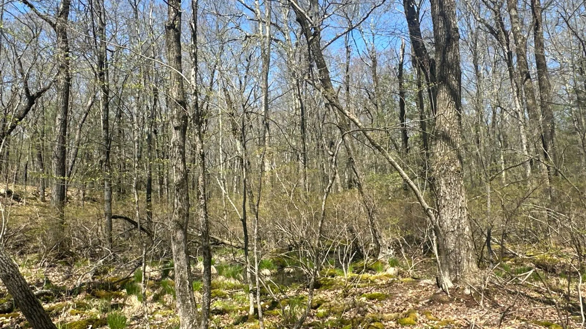 Property at 00WP Haas Hill Rd, New Baltimore, NY 12192 2