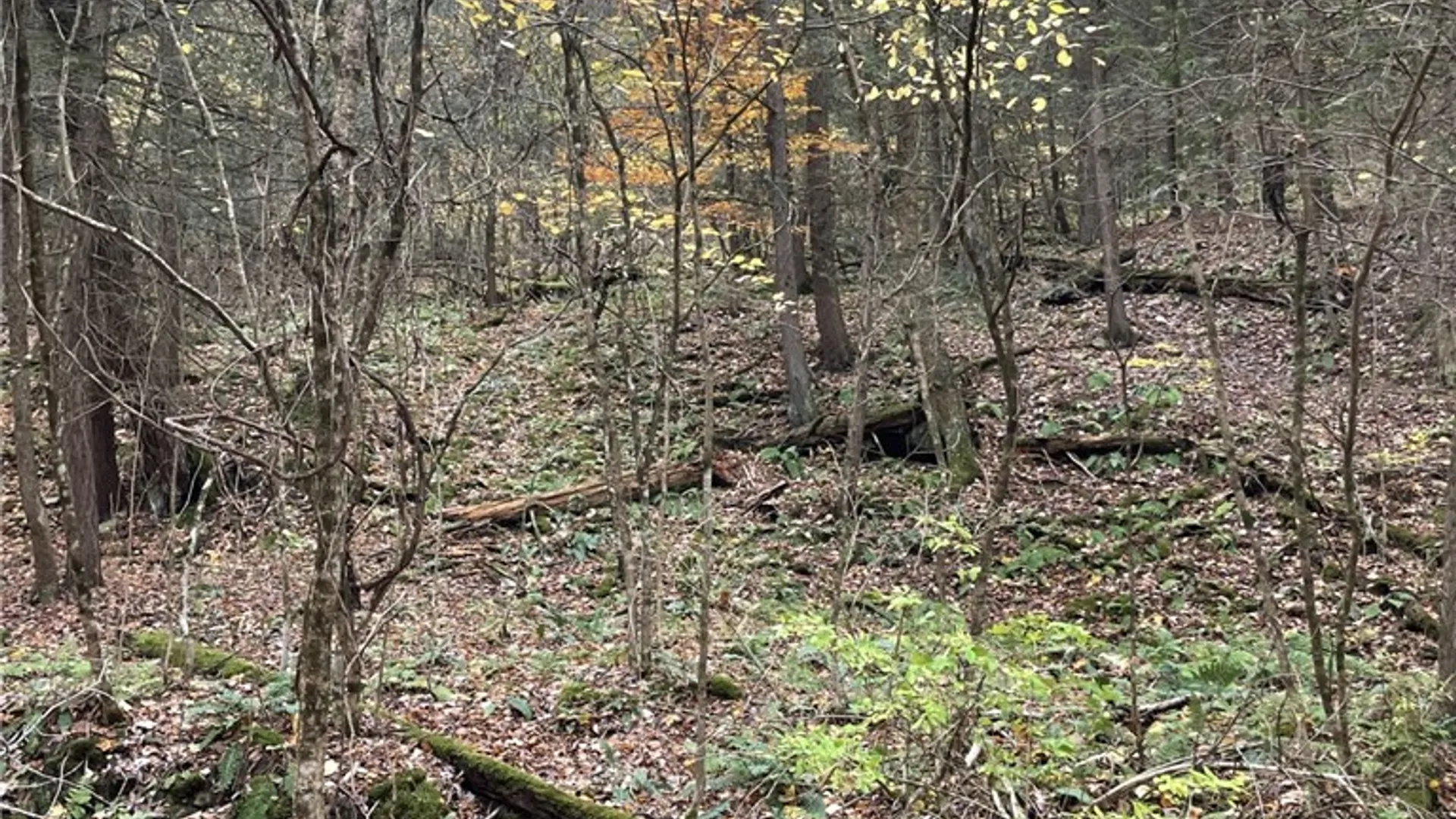 Property at 0 Parker Road, Campbell, NY 14821 4