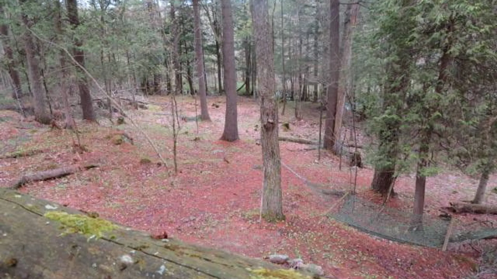 Property at 8401 Powerline Dr, Harrisville, NY 13648 12