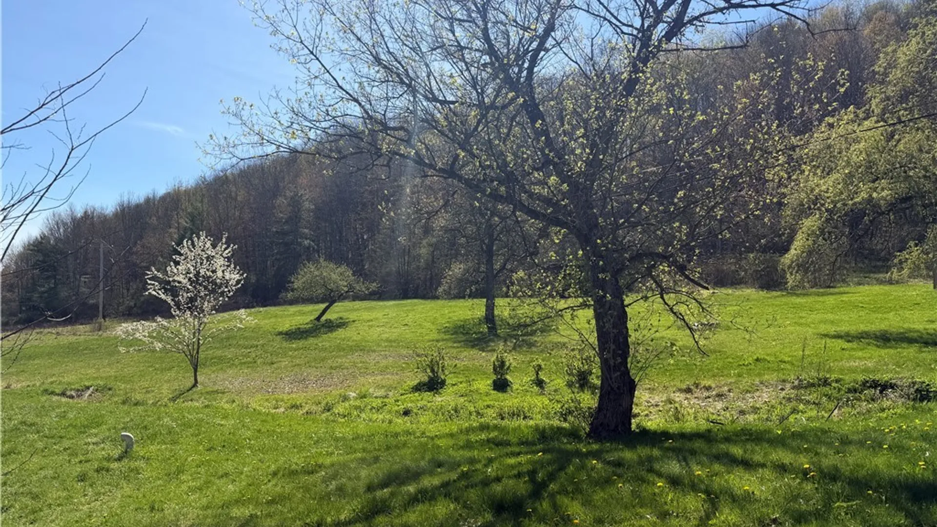 Property at 988 Windfall Road, Portville, NY 14760 30